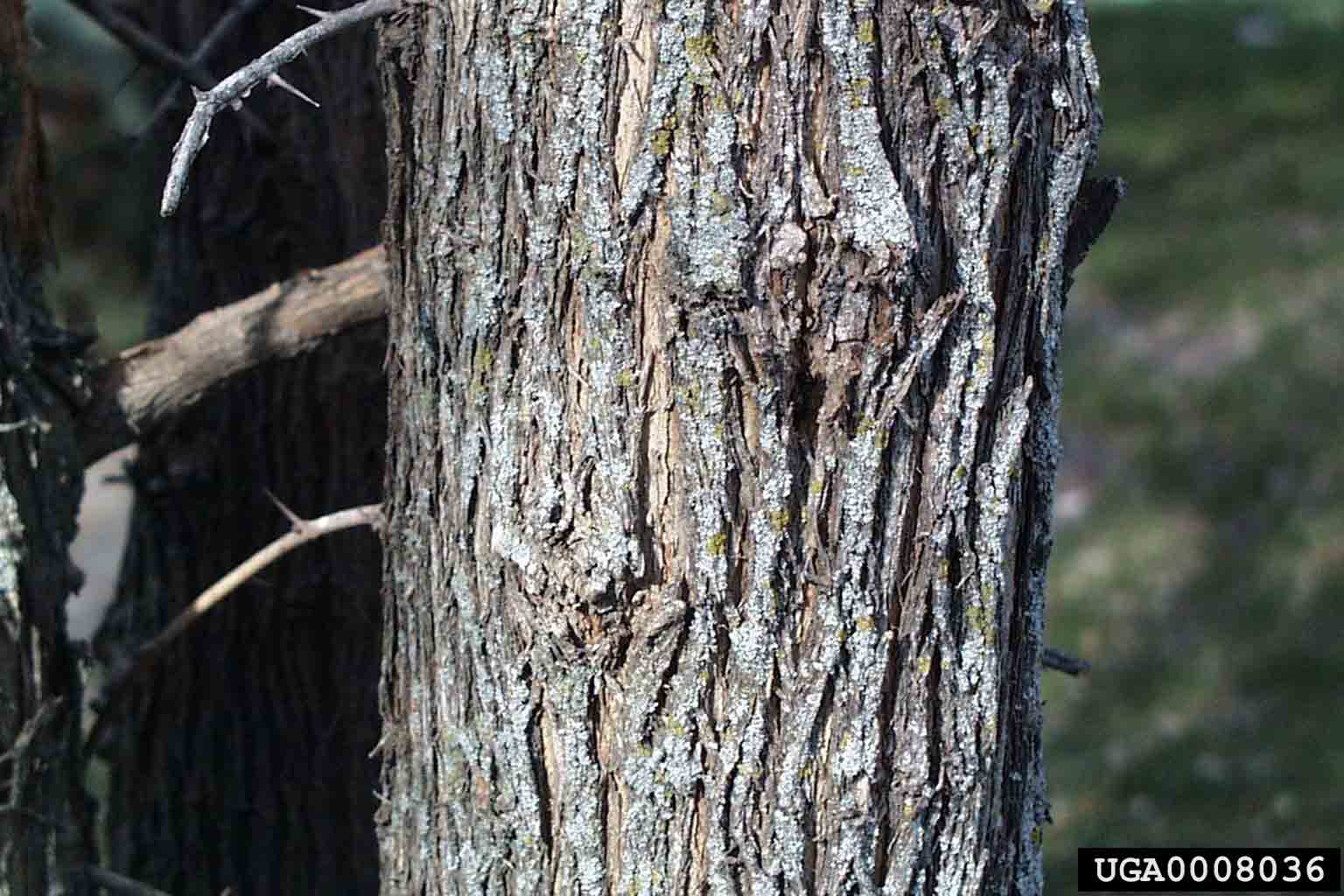 Osage-orange bark on trunk