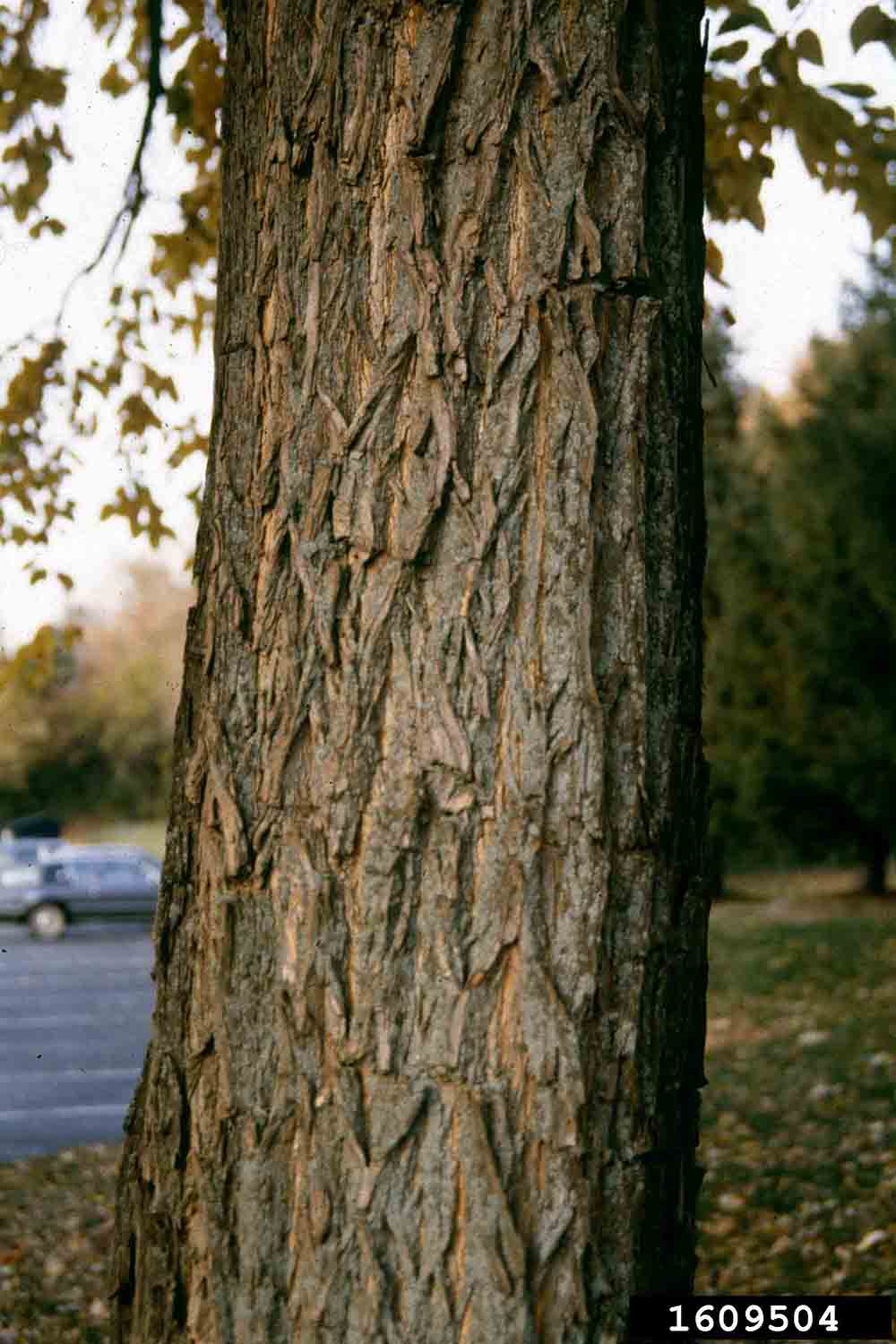 Osage-orange bark on trunk