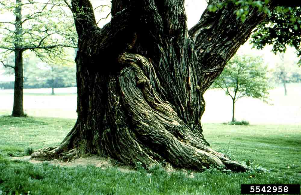Osage-orange bark on mature tree