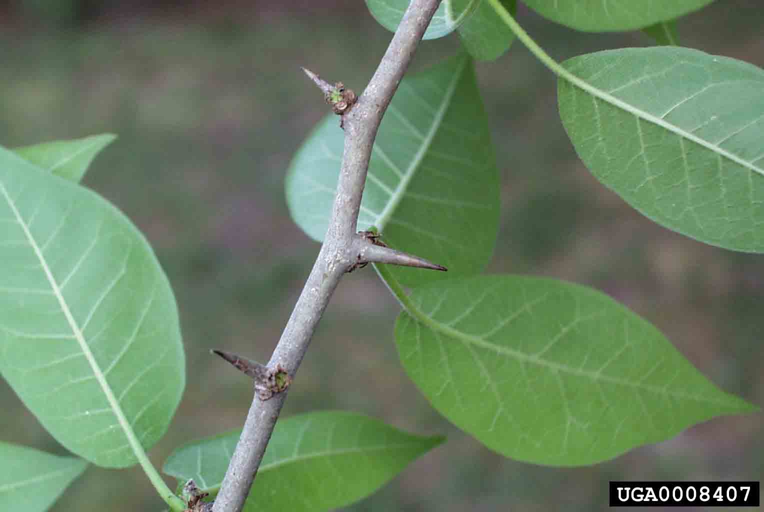 Osage-orange branch, zigzag and with a thorn at each node, and leaves 3"-5" long