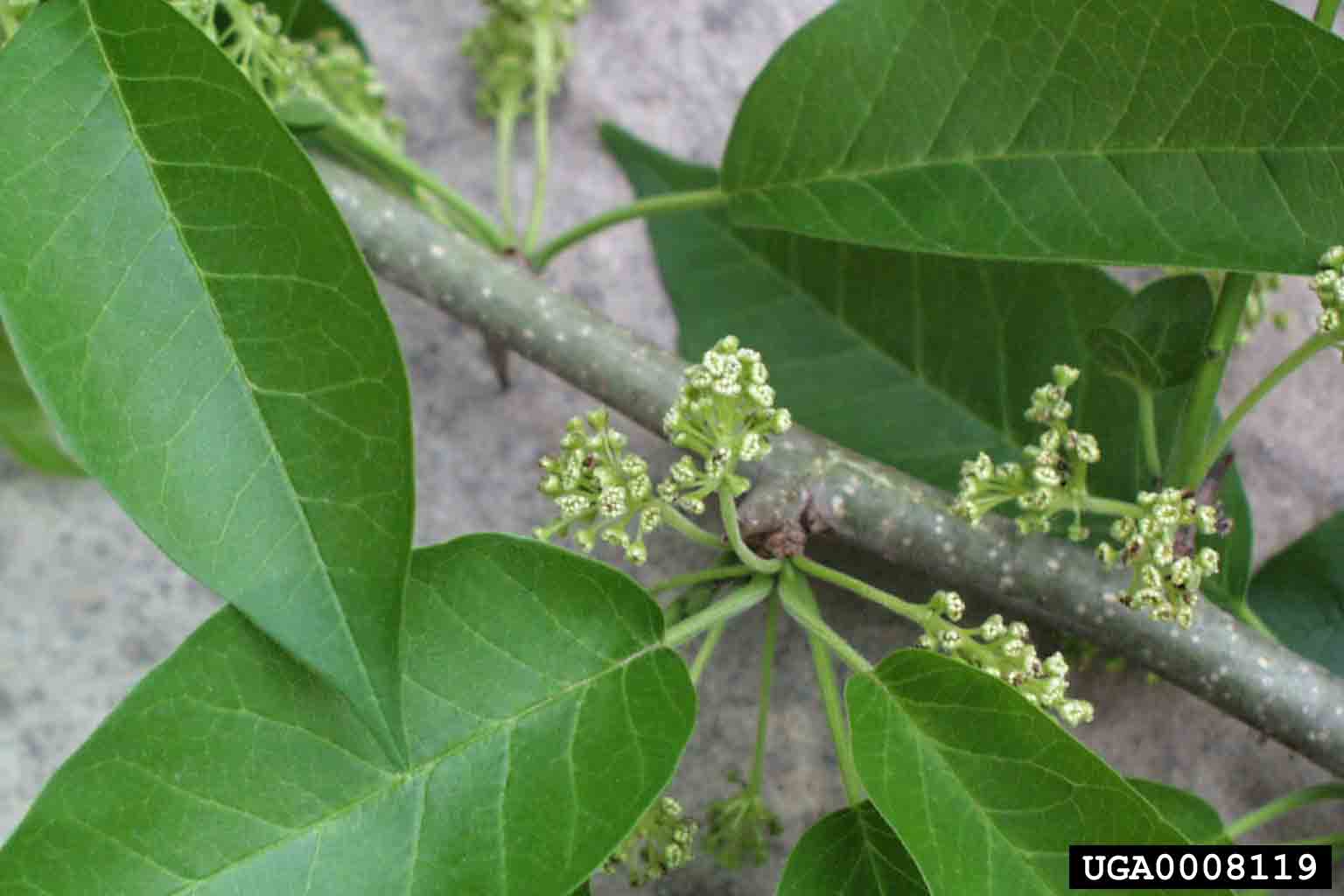 Osage-orange flowers, male