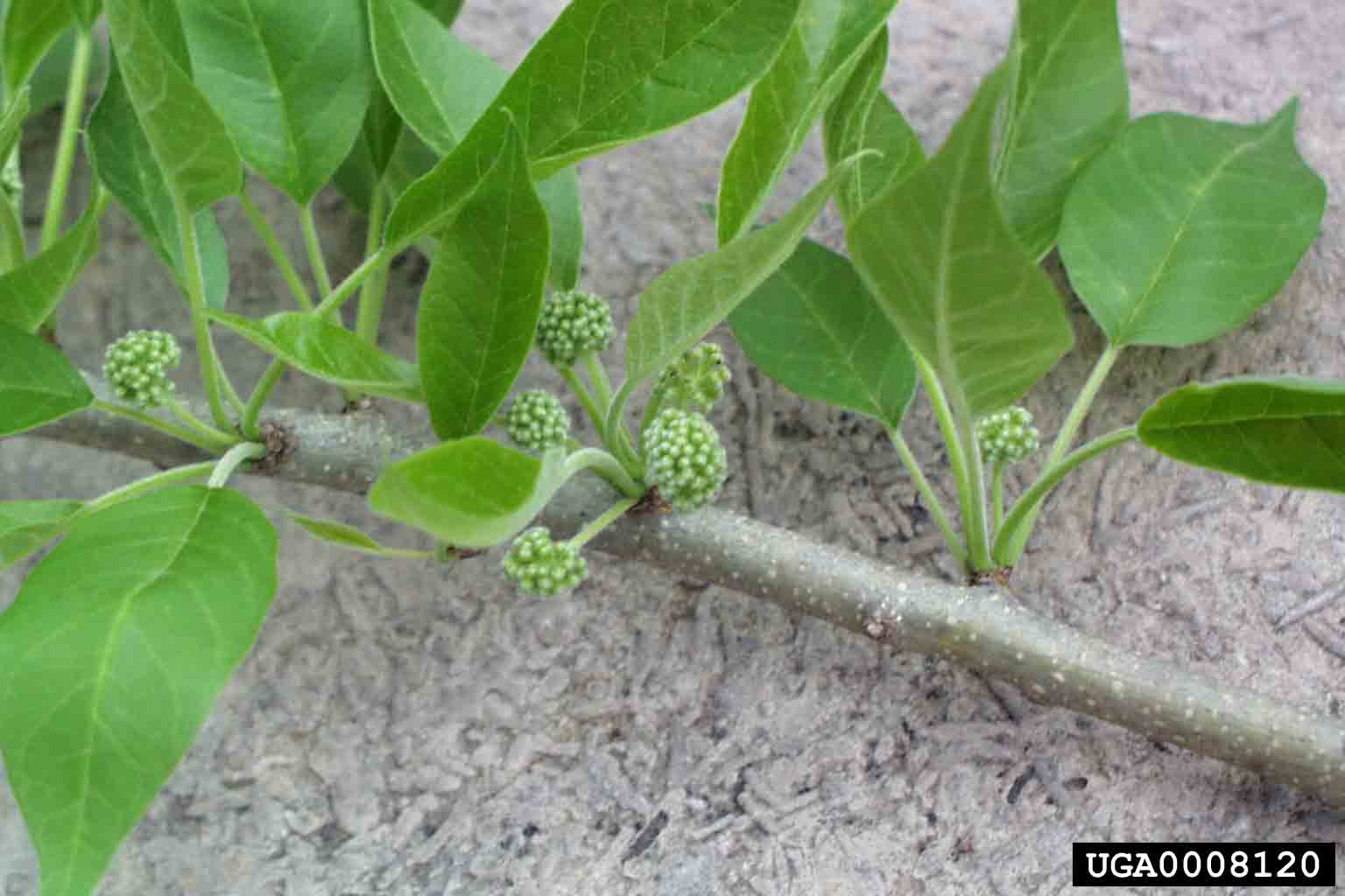 Osage-orange flowers, female