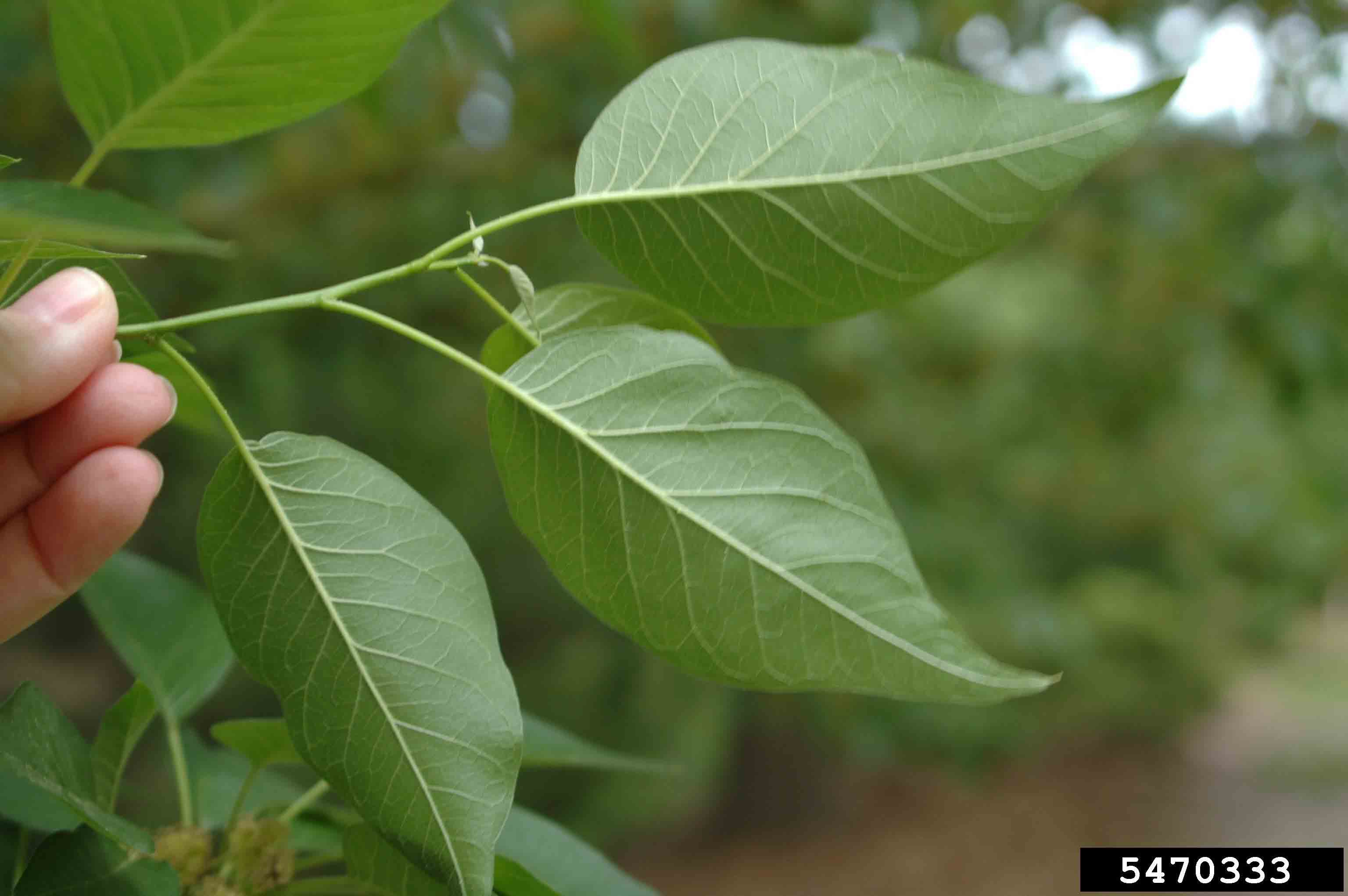 Osage-orange leaves, undersides