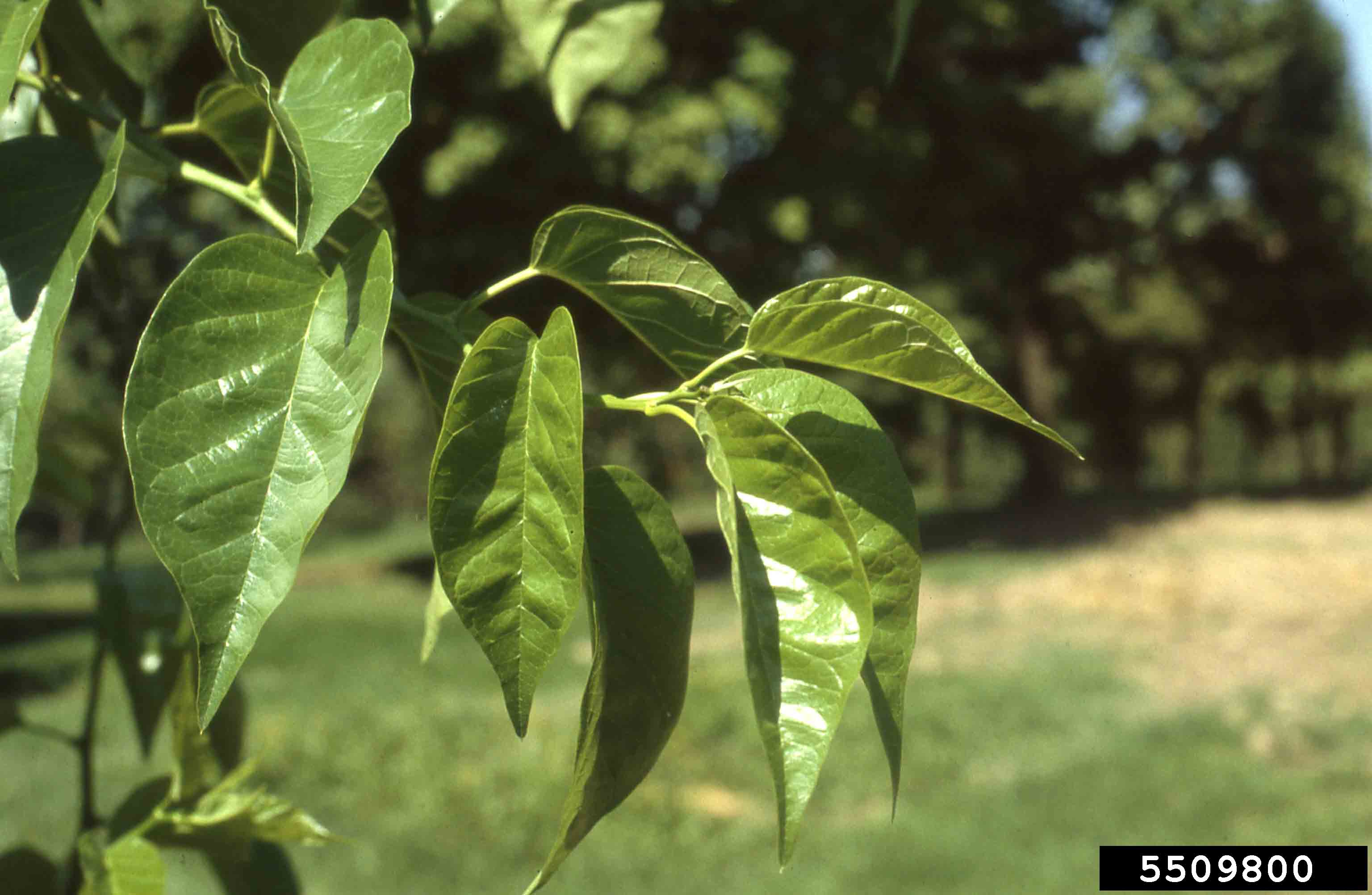 Osage-orange leaves