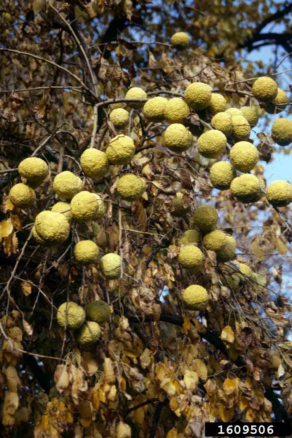 Osage-orange fruit, fall