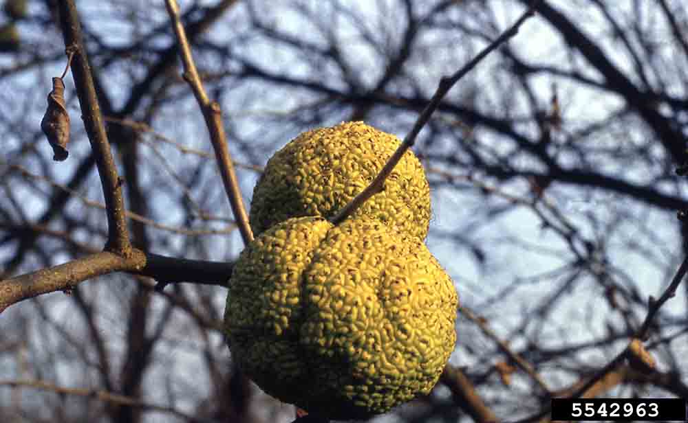 Osage-orange fruit, fall