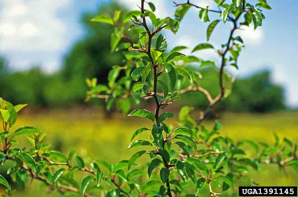 Osage-orange branch, zigzag and with a thorn at each node
