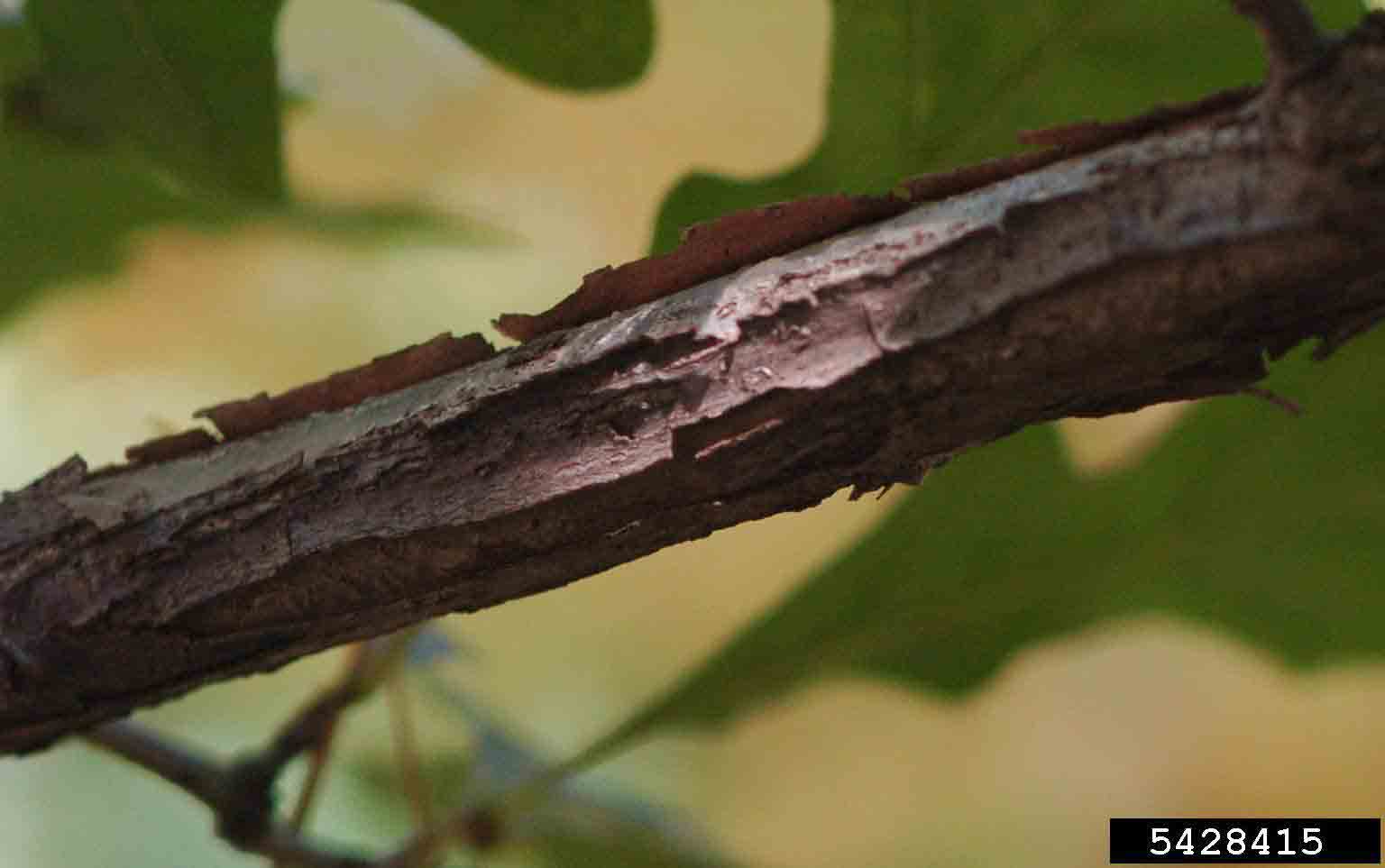 Overcup oak bark on branch