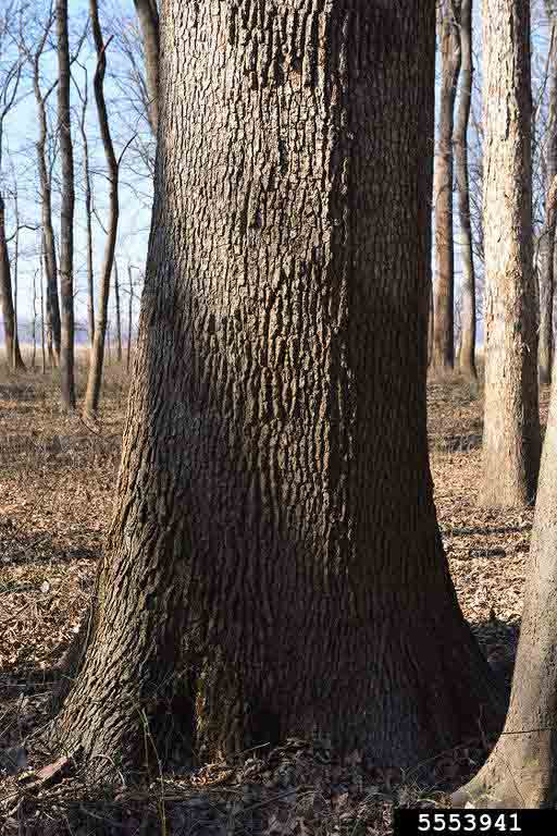 Overcup oak bark on trunk