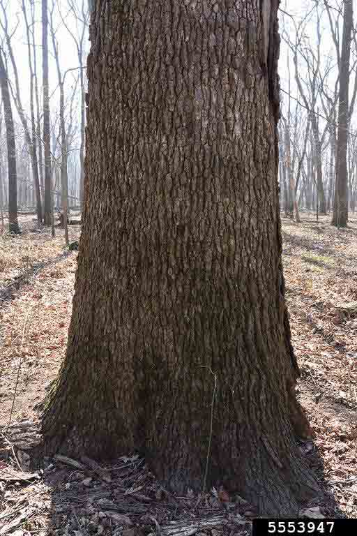 Overcup oak bark on trunk