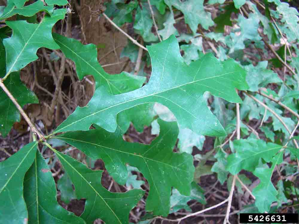 Overcup oak leaf, upper side, 5"-9" long, showing deep lobes