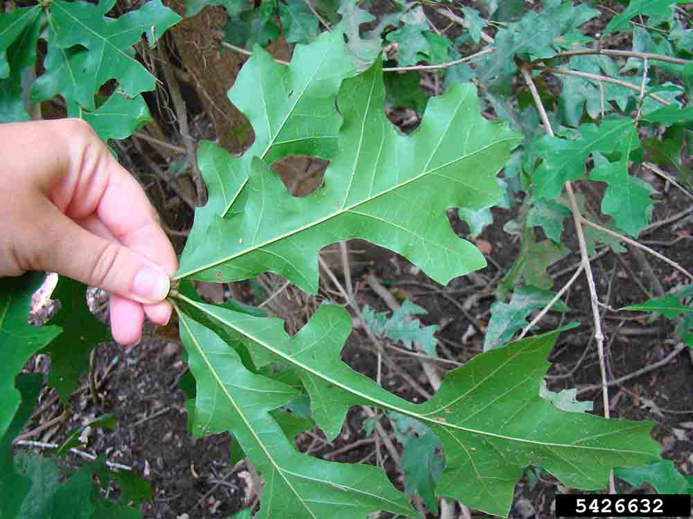 Overcup oak leaves, undersides