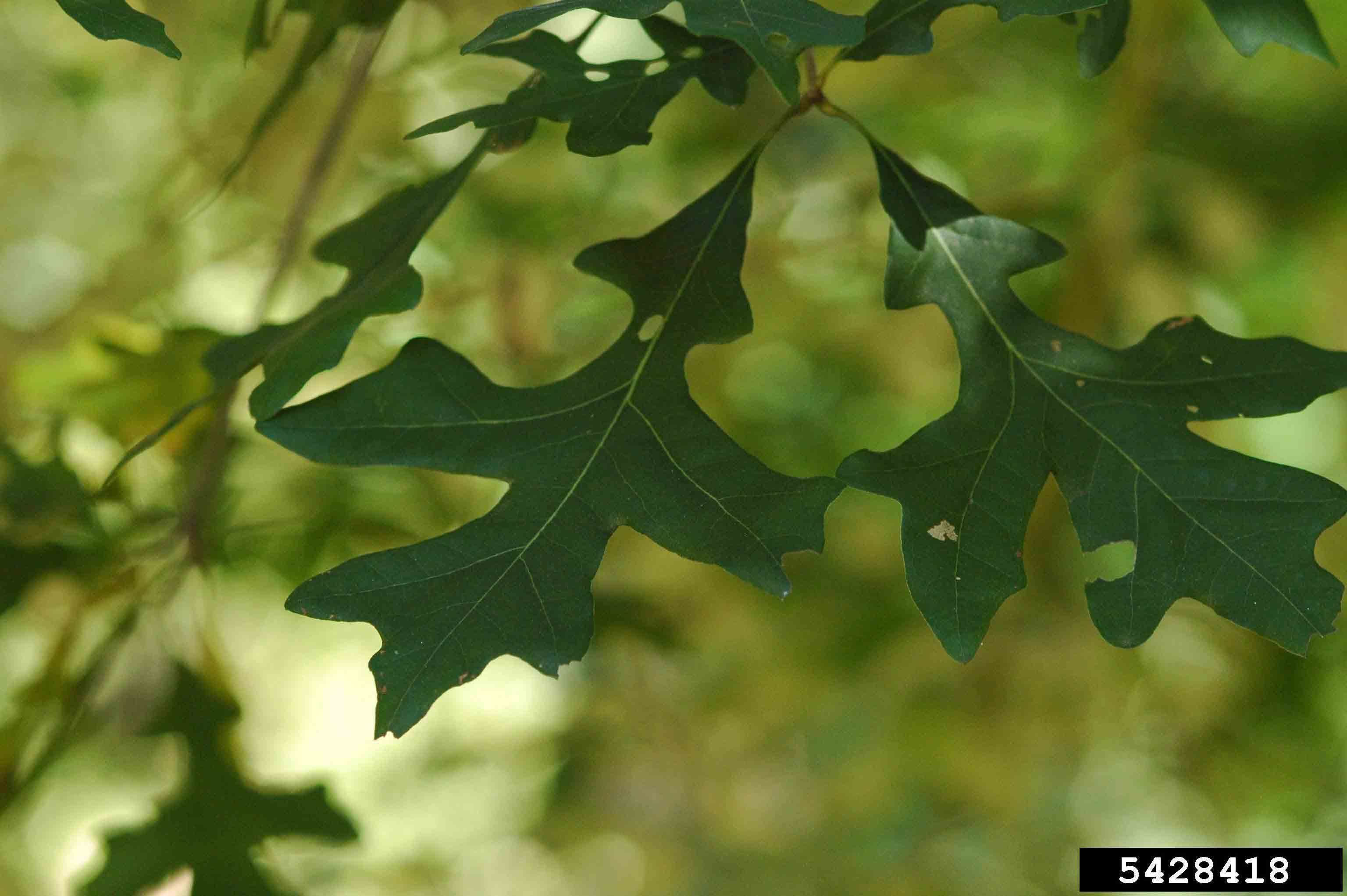 Overcup oak leaves, showing deep lobes and no bristles on the tips