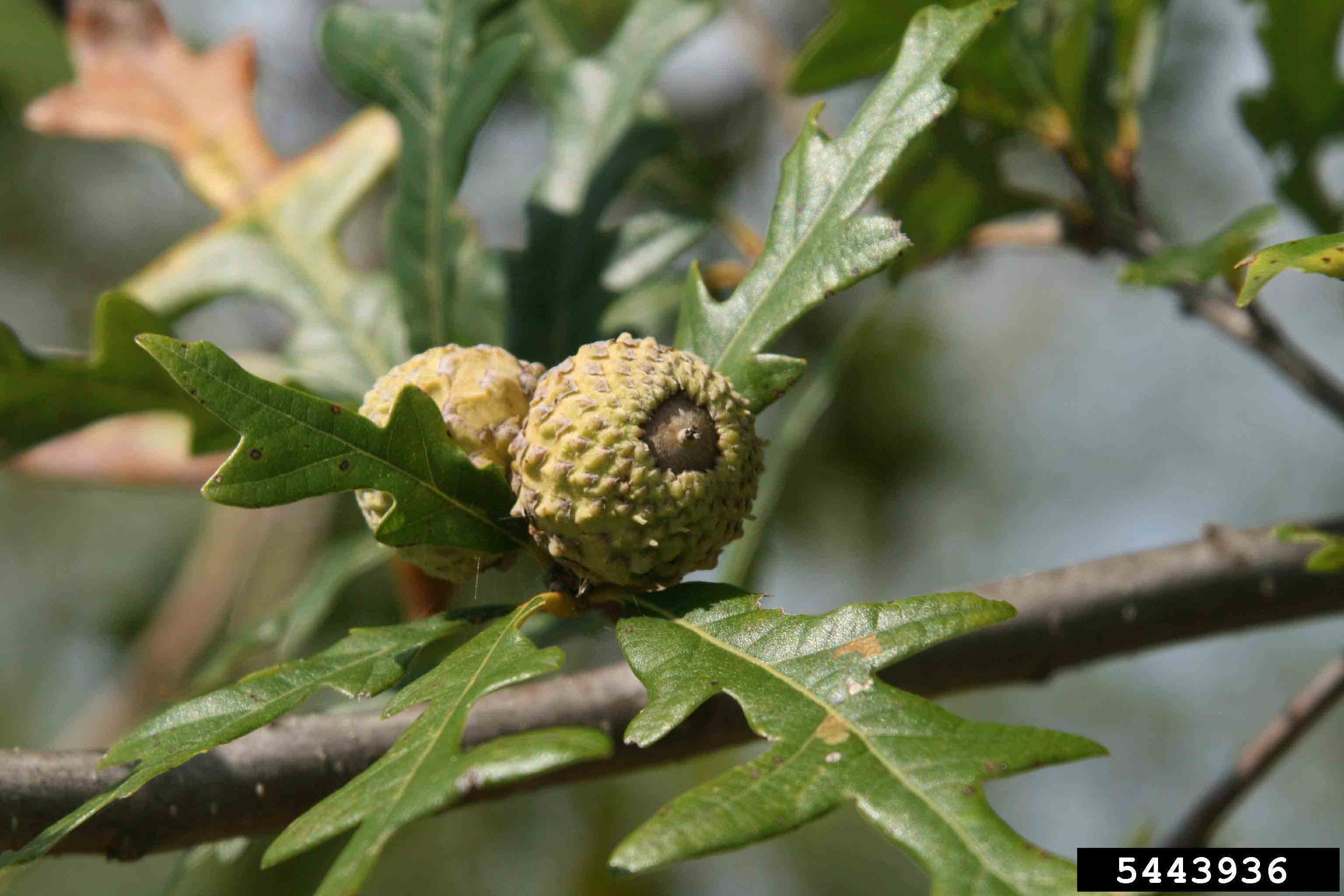Overcup oak acorns