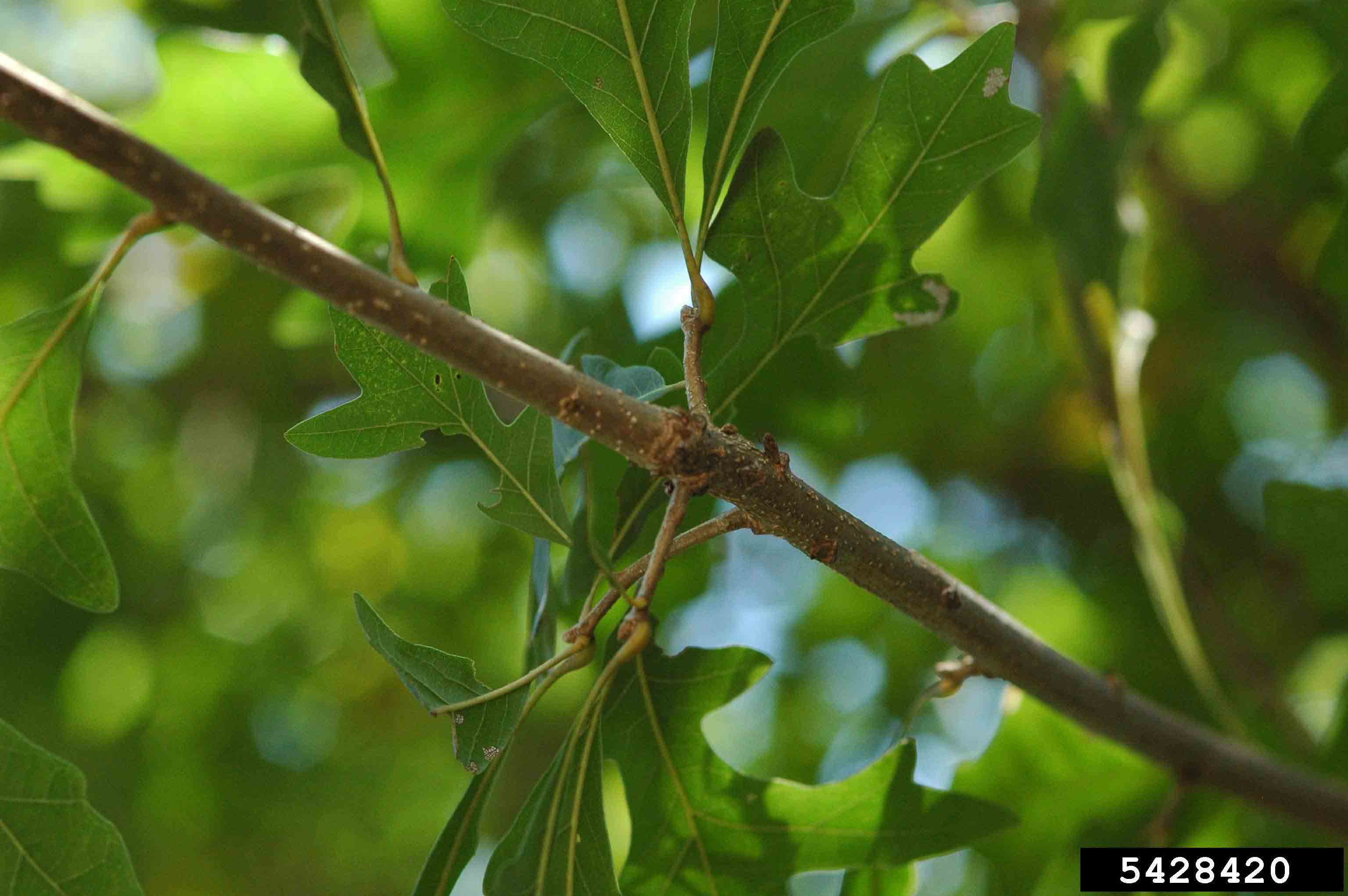 Overcup oak stem