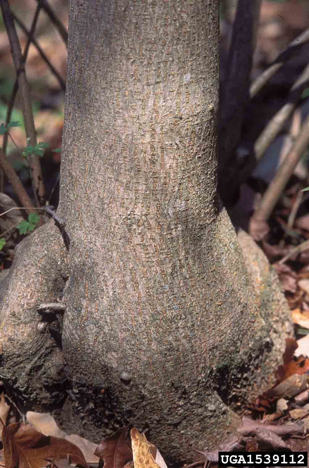 Paper mulberry trunk, showing bark and growth habit
