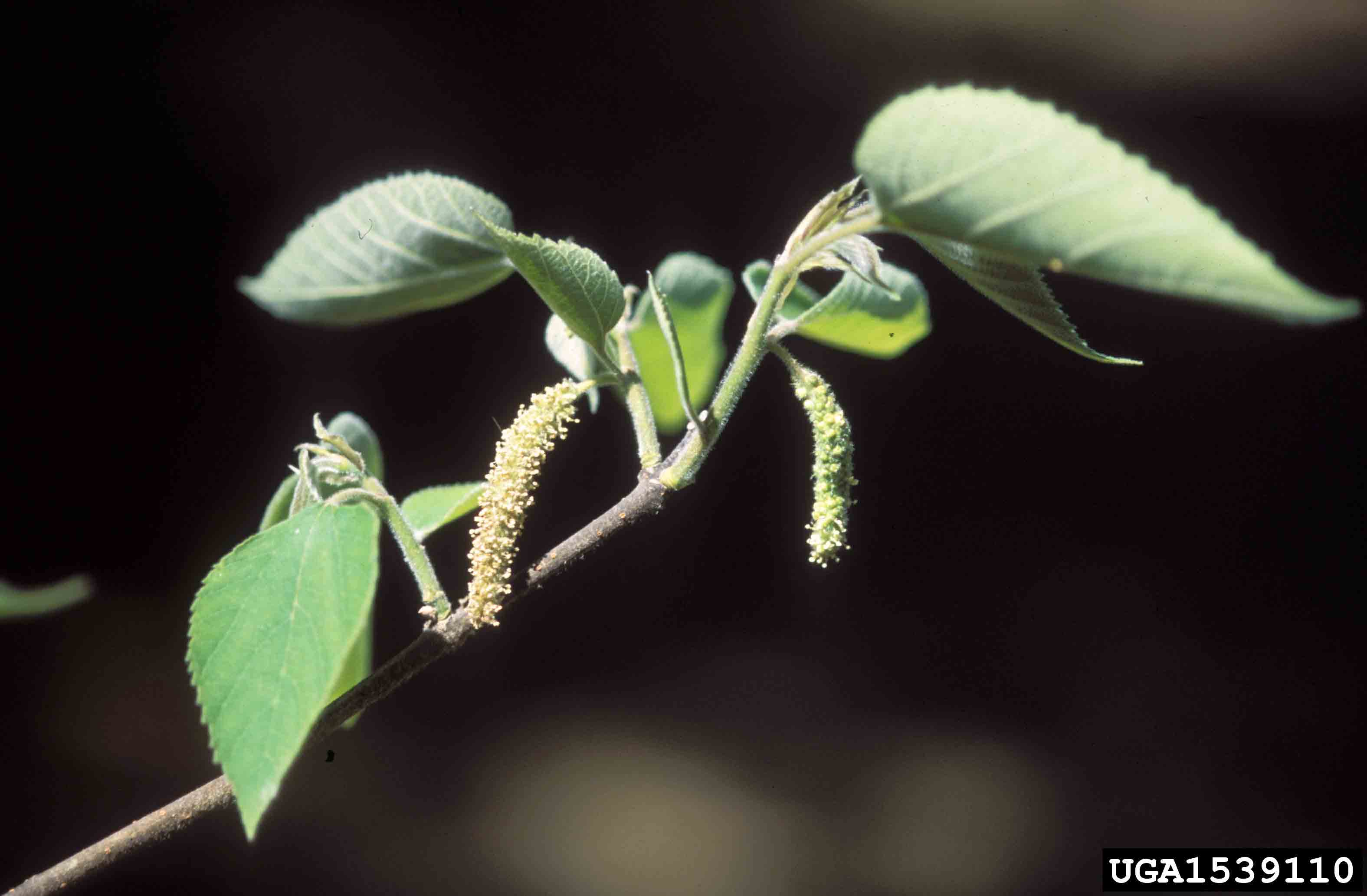 Paper mulberry flowers and new leaves
