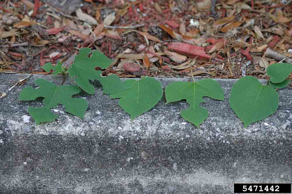 Paper mulberry leaves, showing different possible shapes