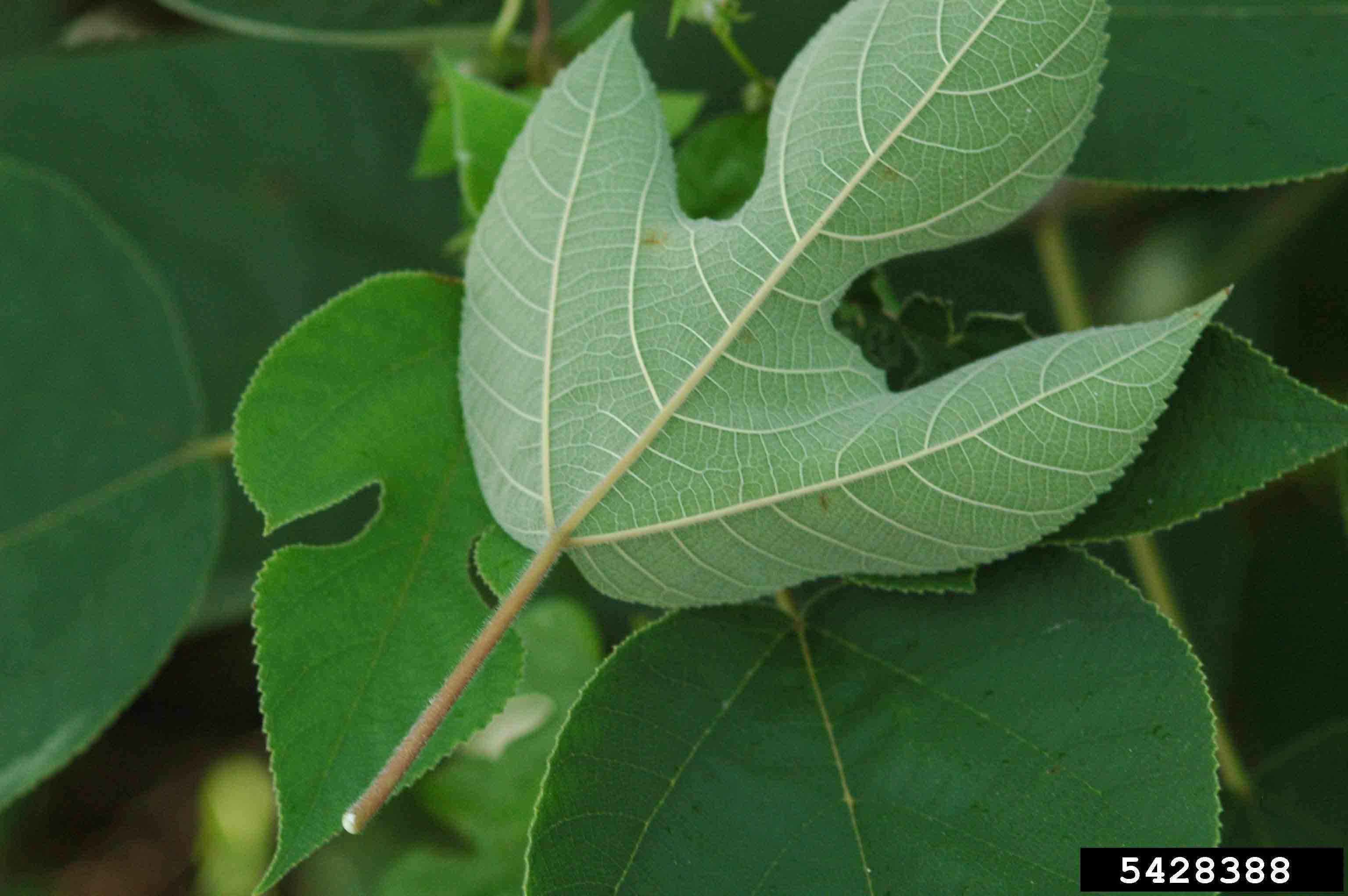 Paper mulberry leaf, underside