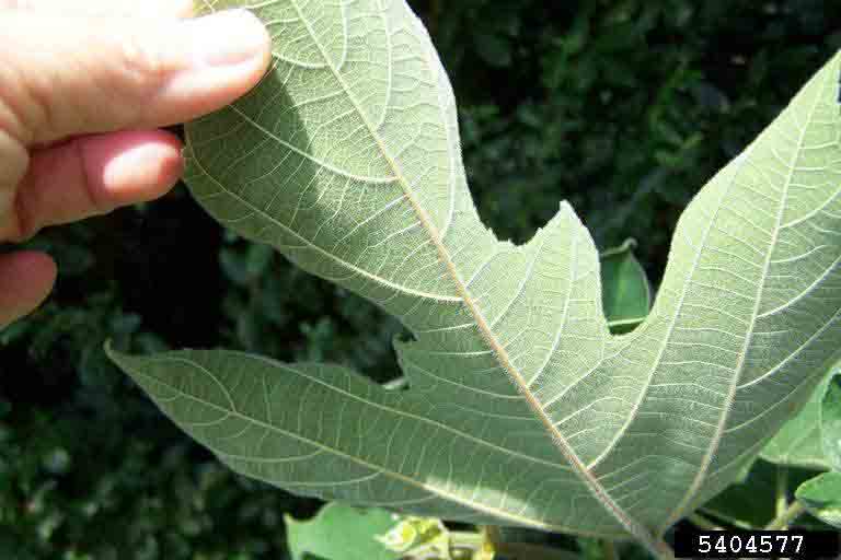 Paper mulberry leaf, underside