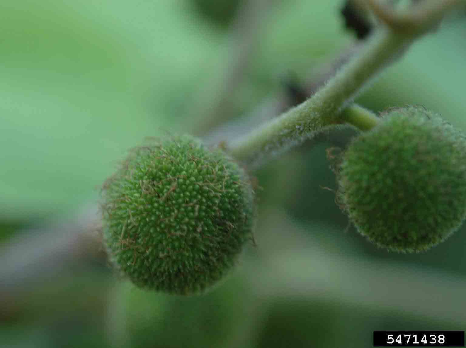 Paper mulberry fruits