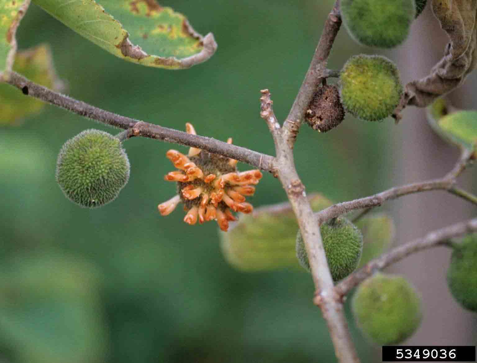 Paper mulberry flowers and fruits