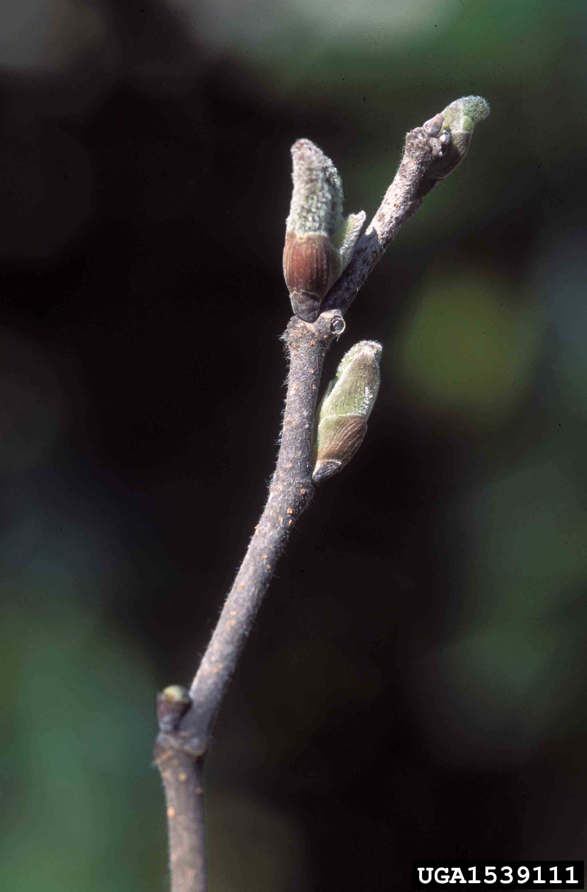 Paper mulberry twig with buds