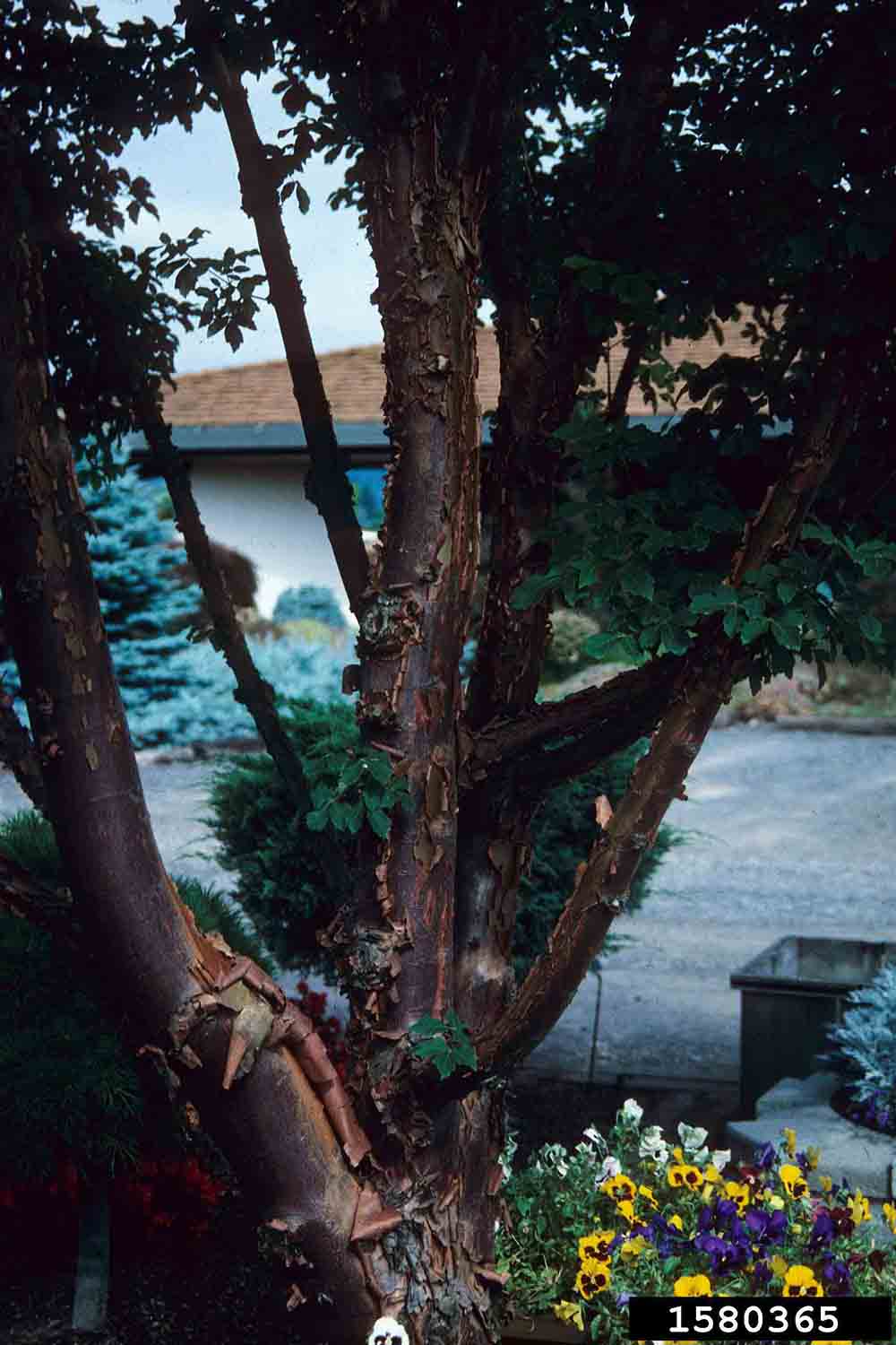 Paperbark maple bark