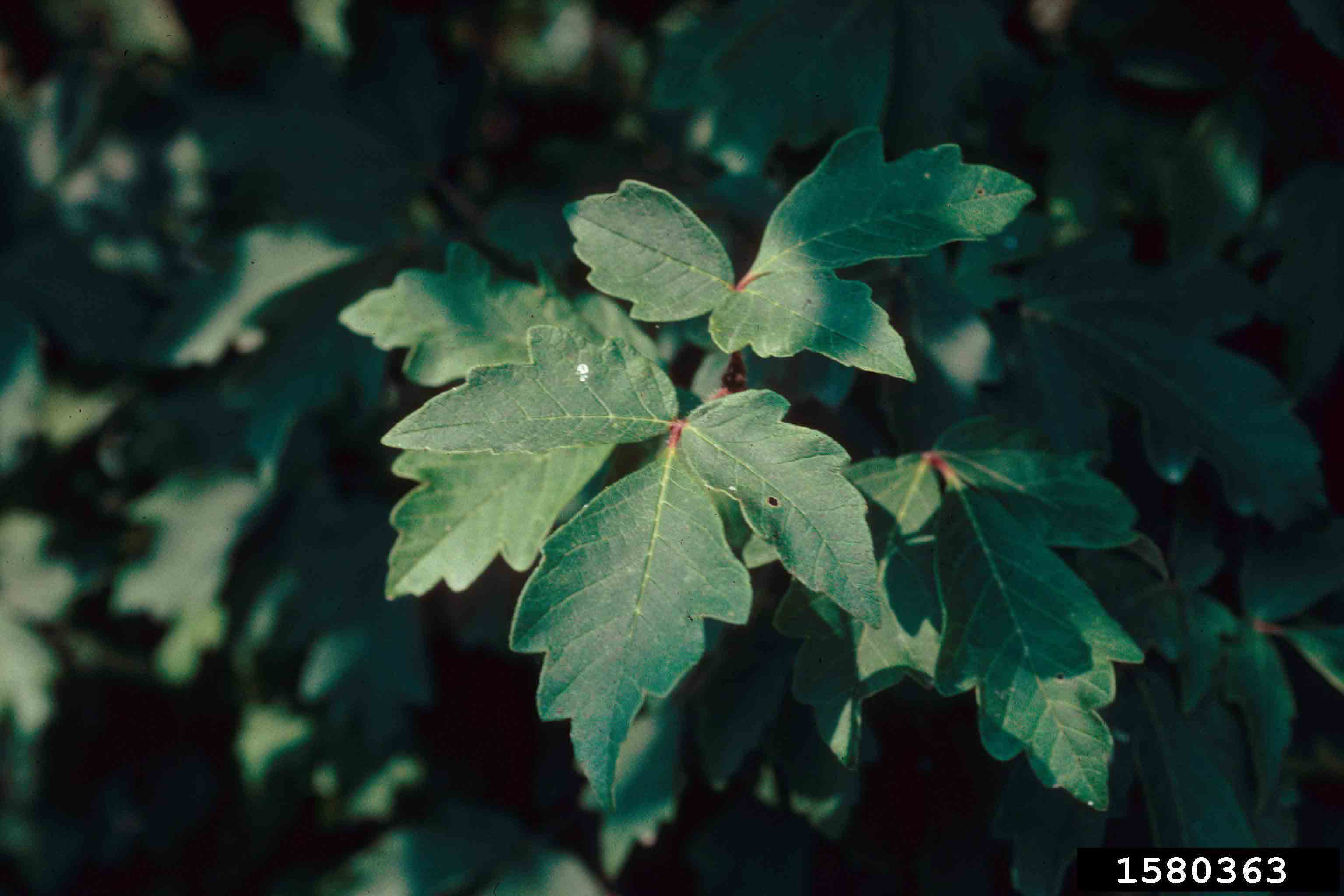 Paperbark maple trifoliate leaves, with three coarsely toothed leaflets