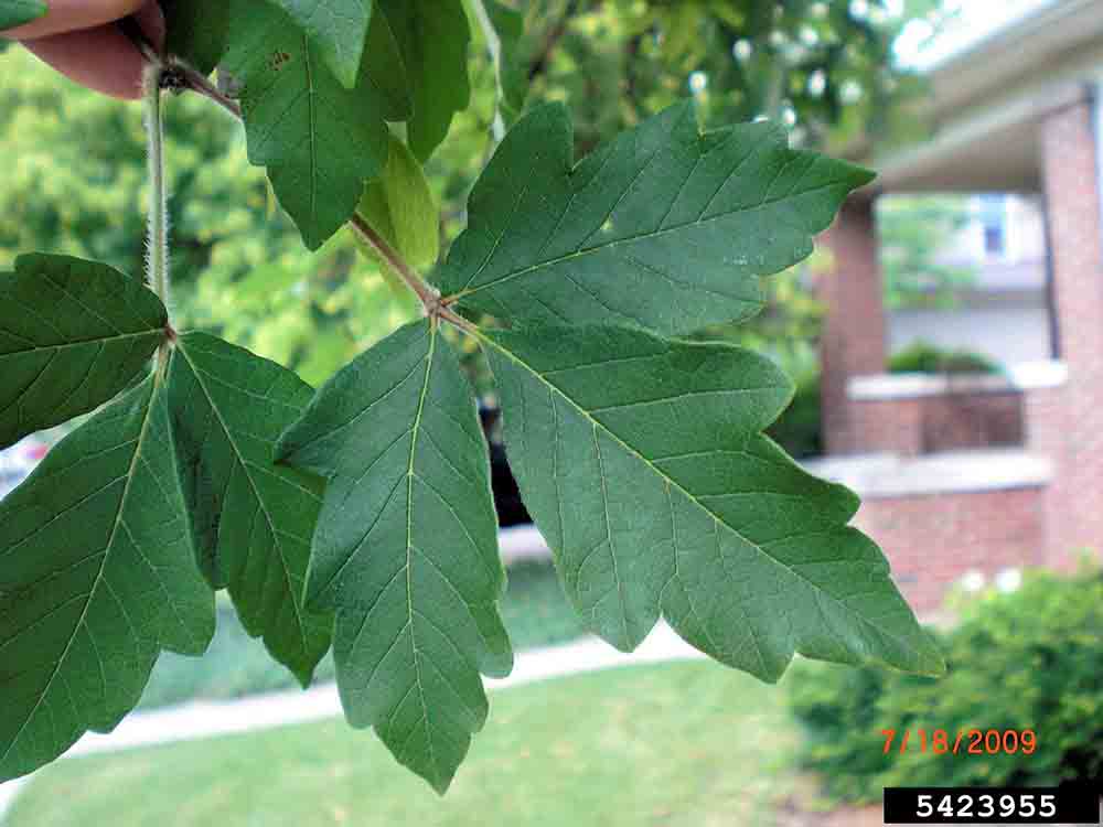 Paperbark maple trifoliate leaves, with three coarsely toothed leaflets
