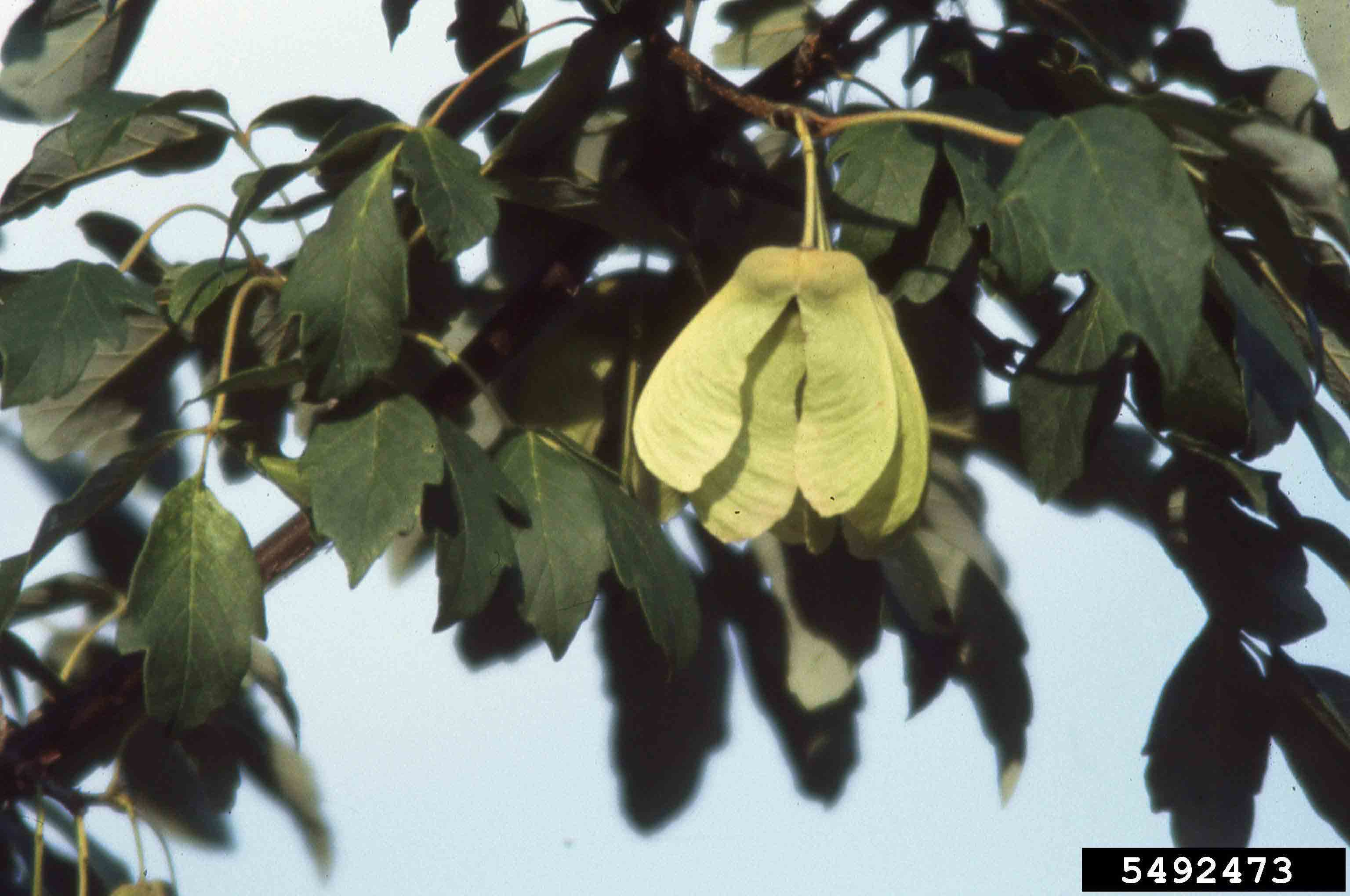 Paperbark maple fruit, paired winged samaras with large seeds