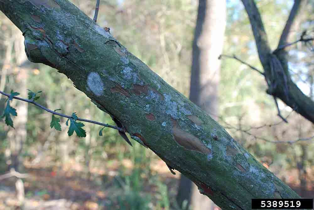 Parsley hawthorn bark