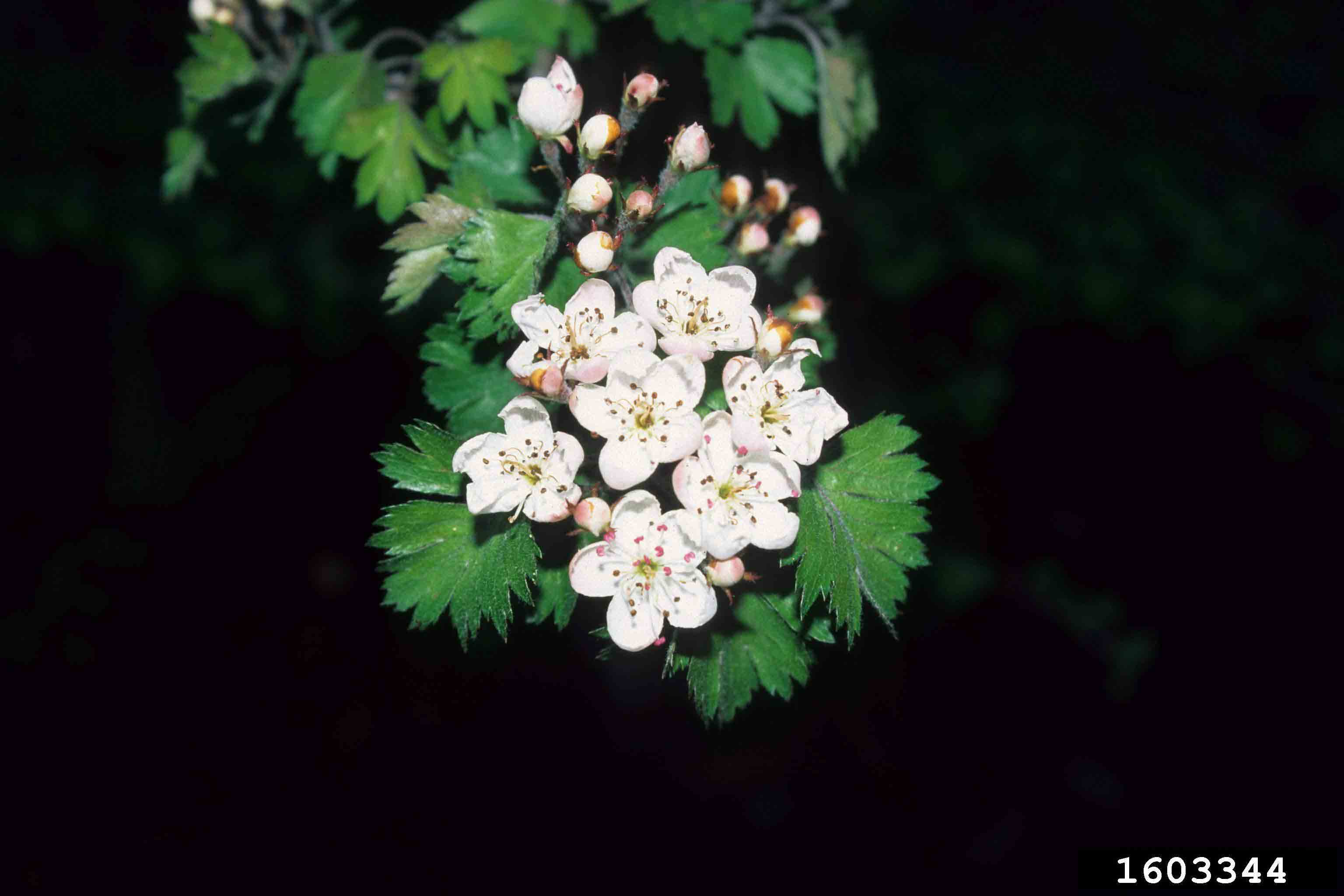 Parsley hawthorn flowers
