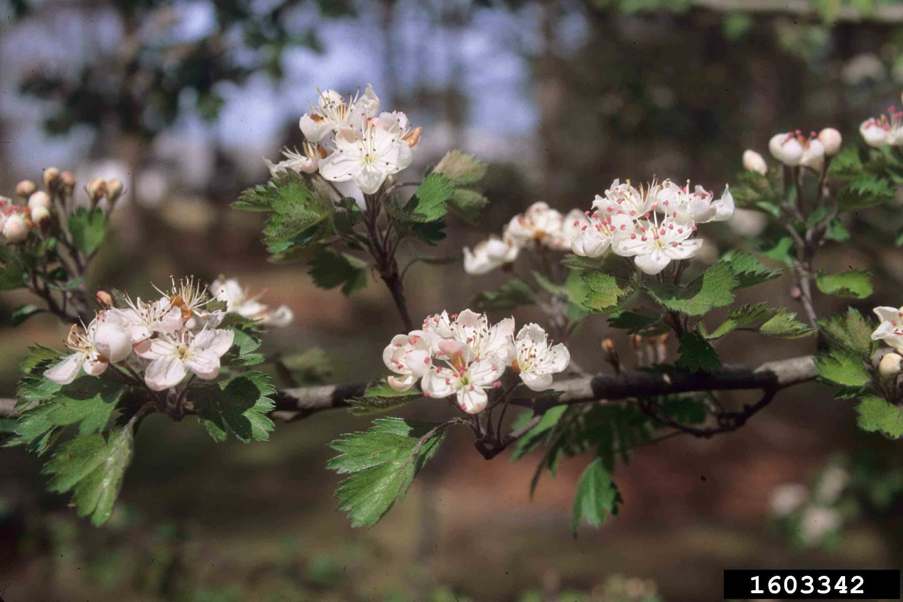 Parsley hawthorn flowers