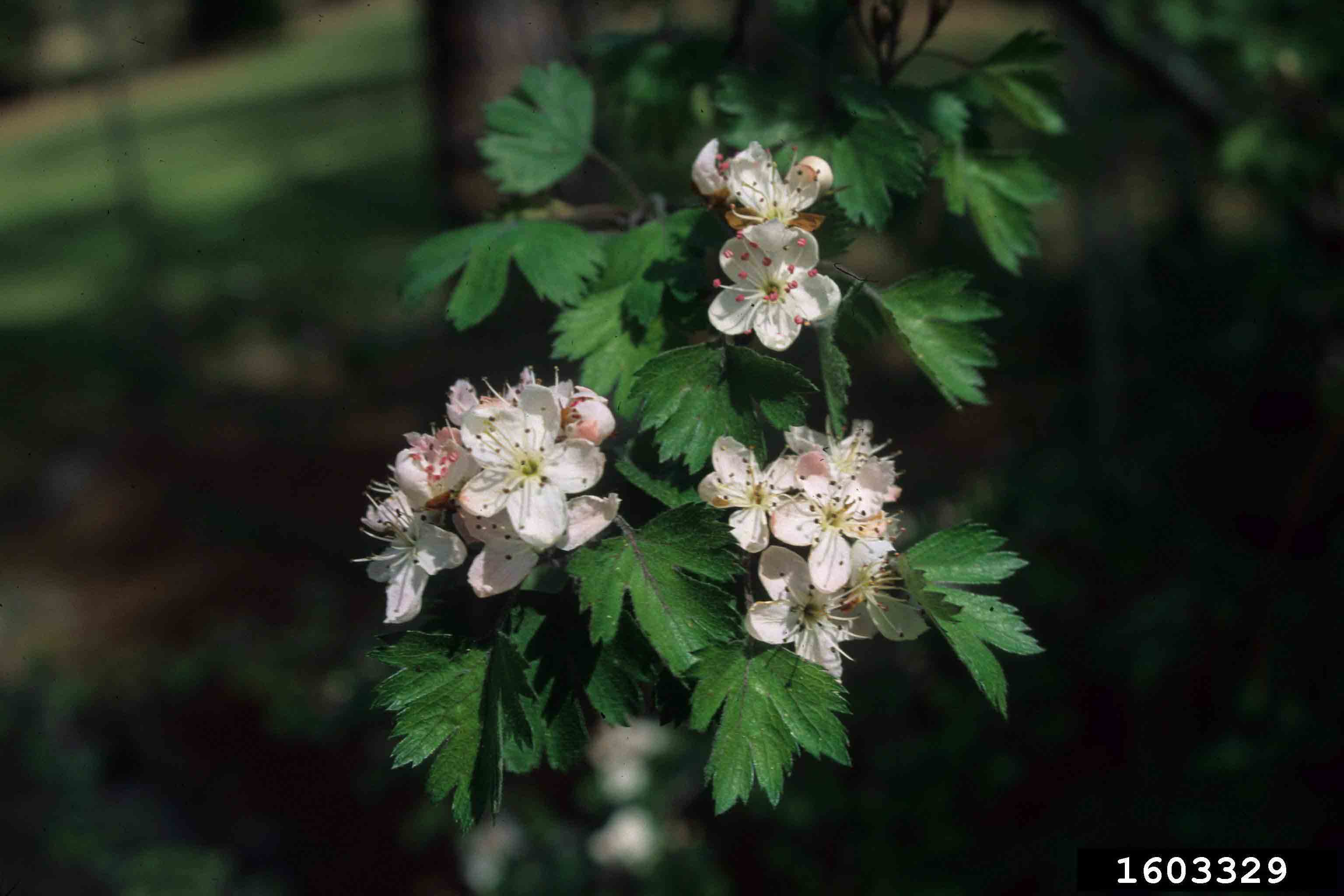 Parsley hawthorn flowers