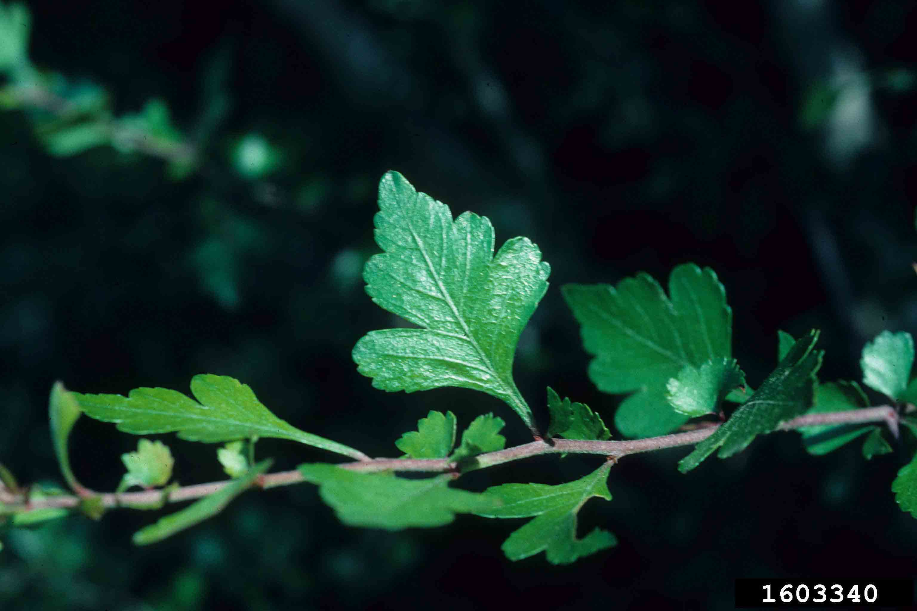 Parsley hawthorn leaf