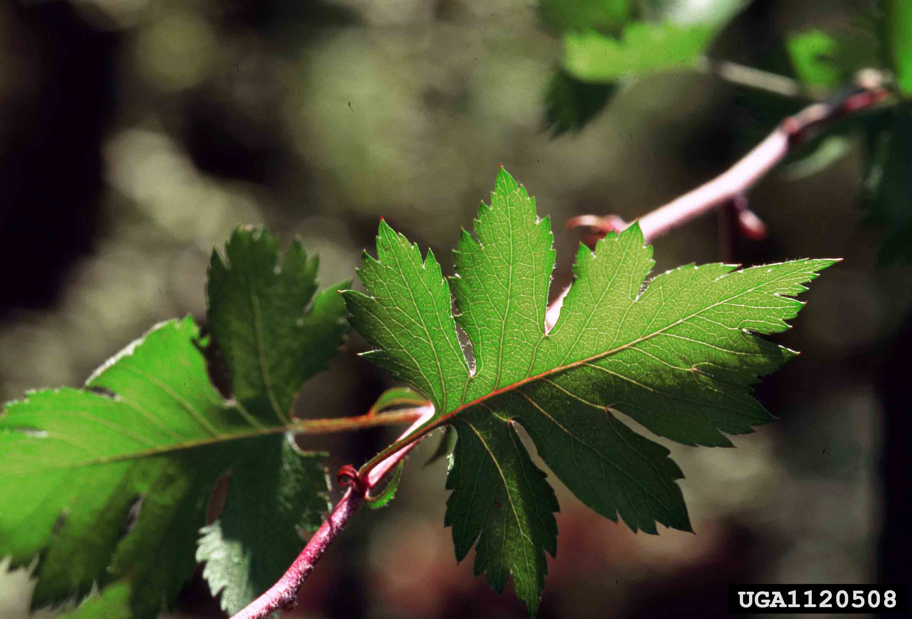Parsley hawthorn leaf, underside