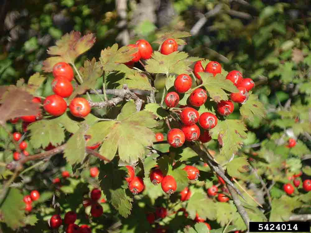 Parsley hawthorn fruit