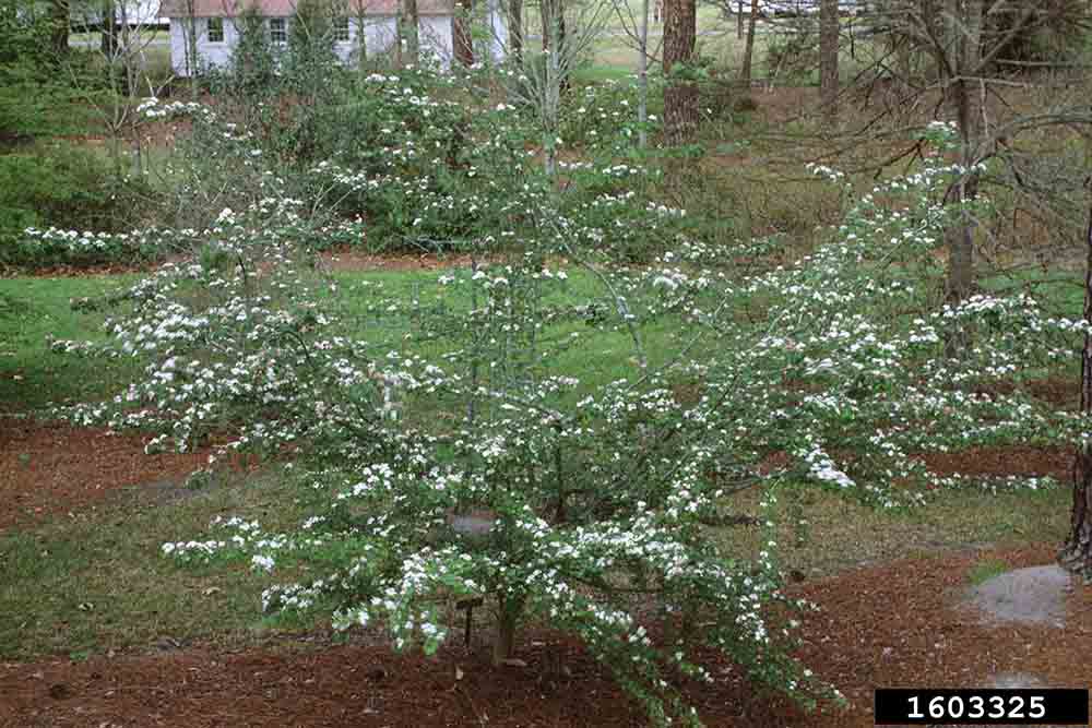 Parsley hawthorn tree