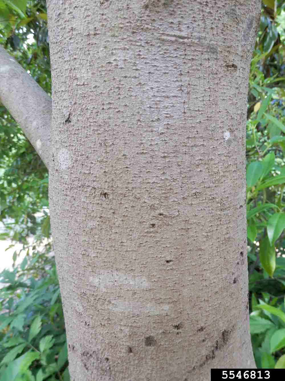 Pawpaw bark on trunk