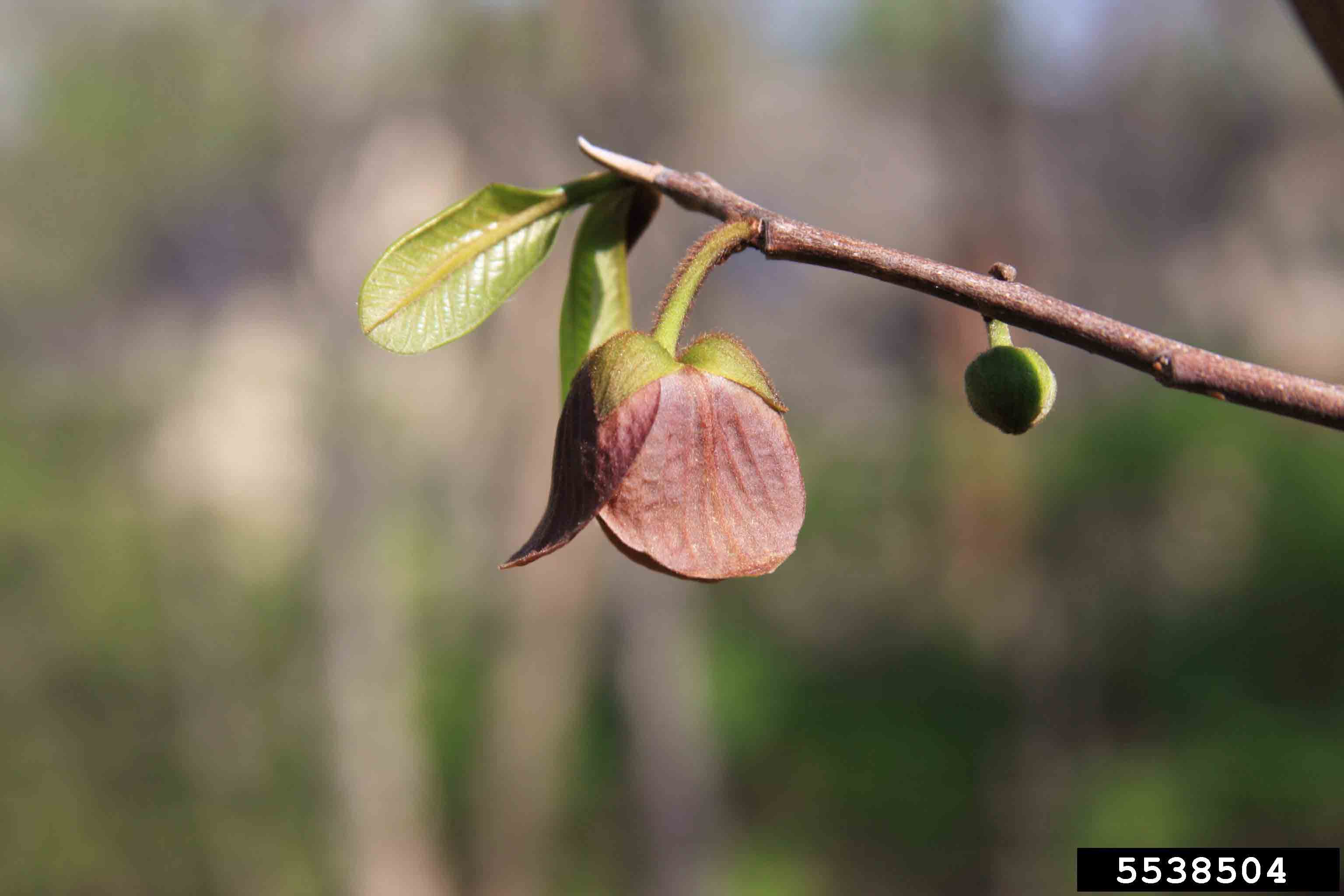 Pawpaw flower