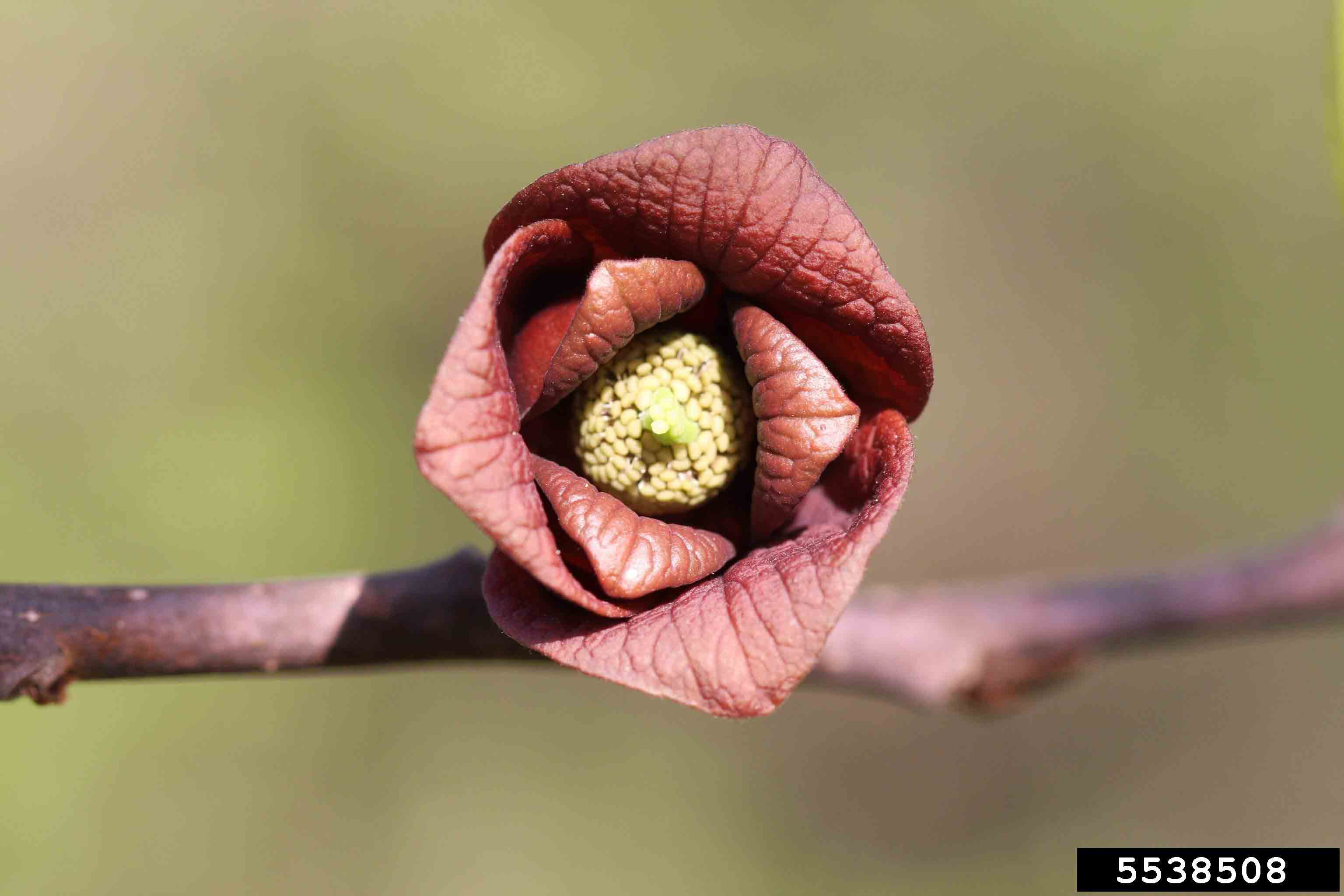 Pawpaw flower