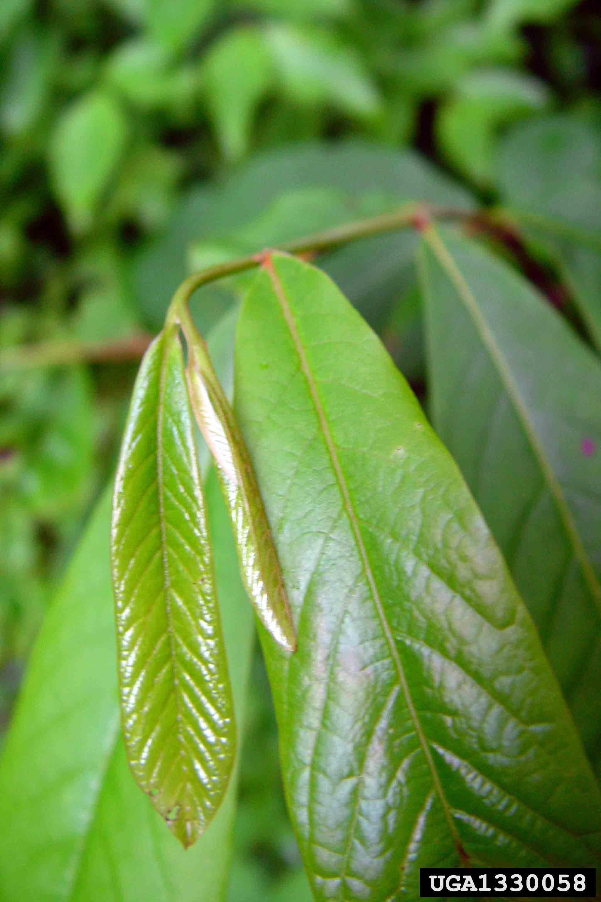 Pawpaw leaves