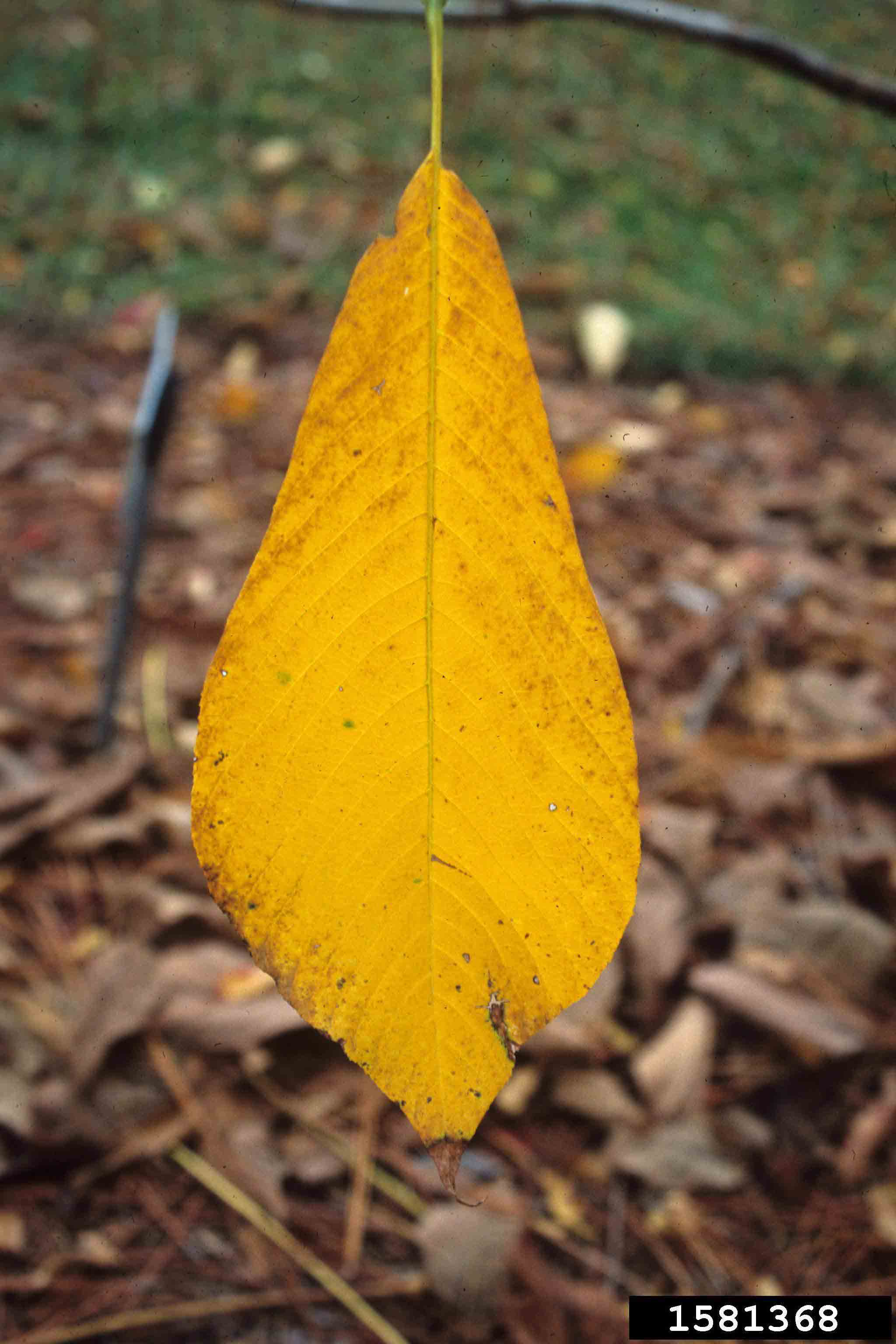 Pawpaw leaf, fall