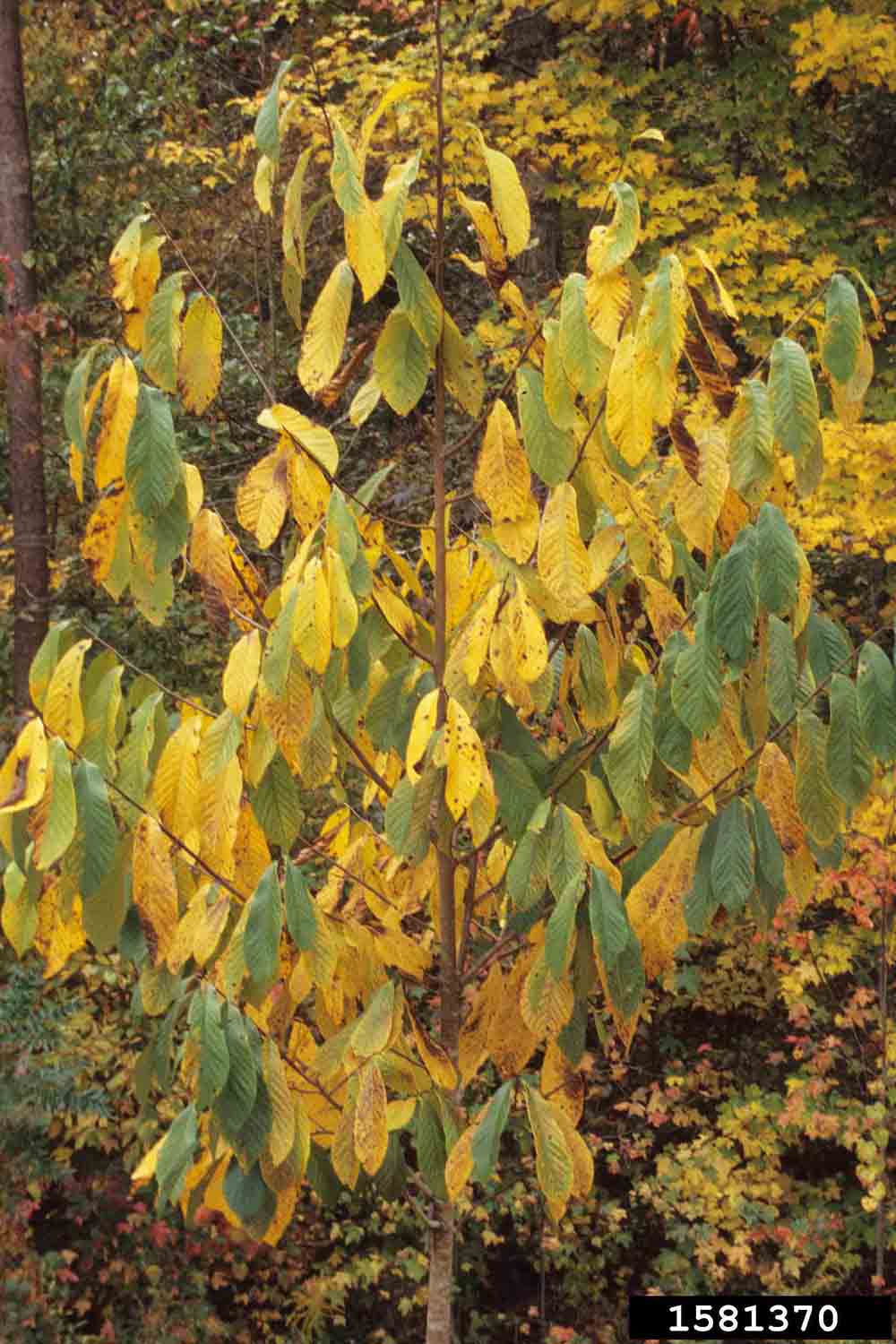 Pawpaw foliage, fall