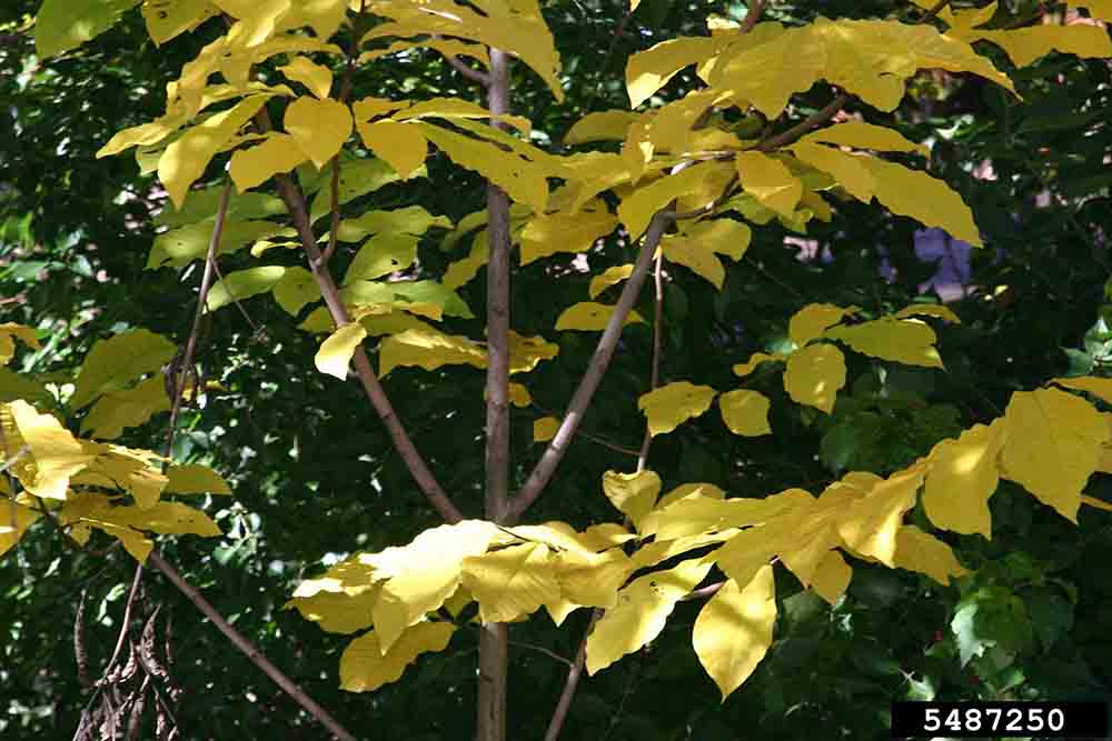 Pawpaw foliage, fall