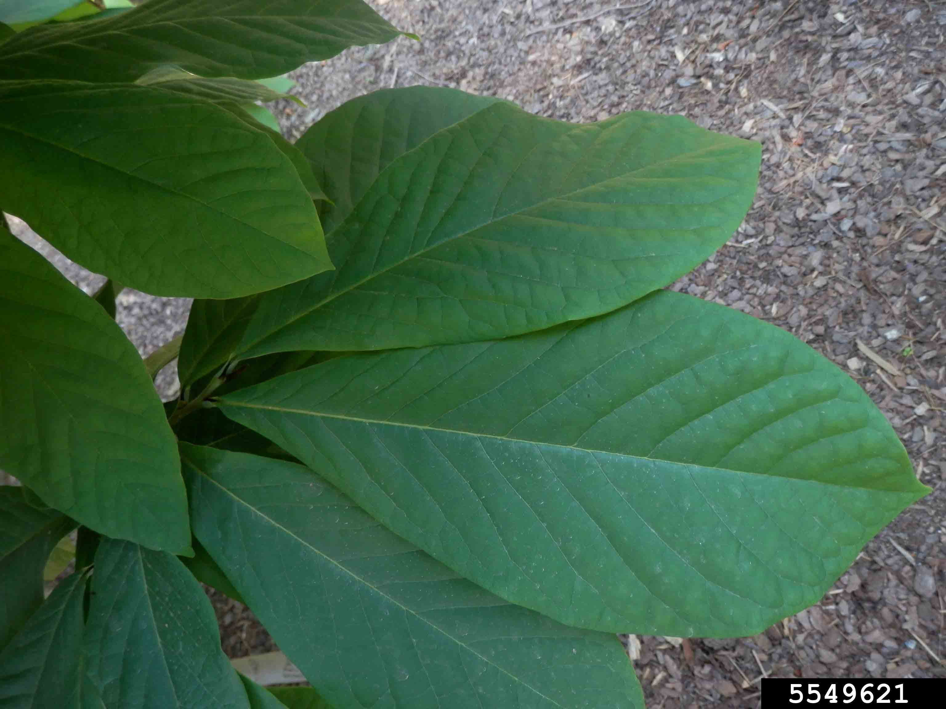 Pawpaw leaf, 8"-10" long, with smooth margins
