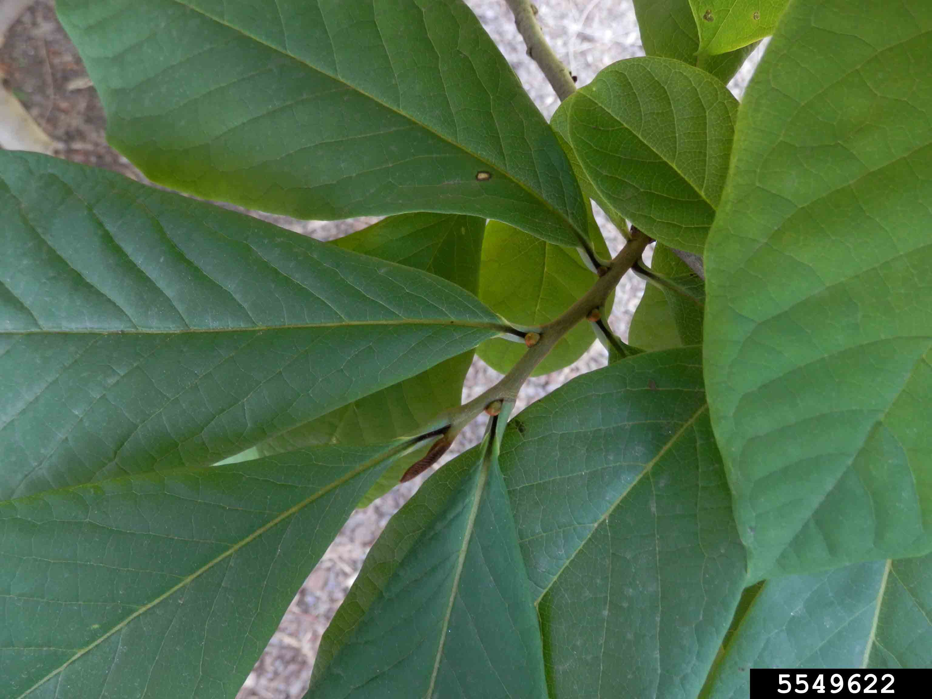 Pawpaw leaves, showing alternate arrangement and flower buds in leaf axils