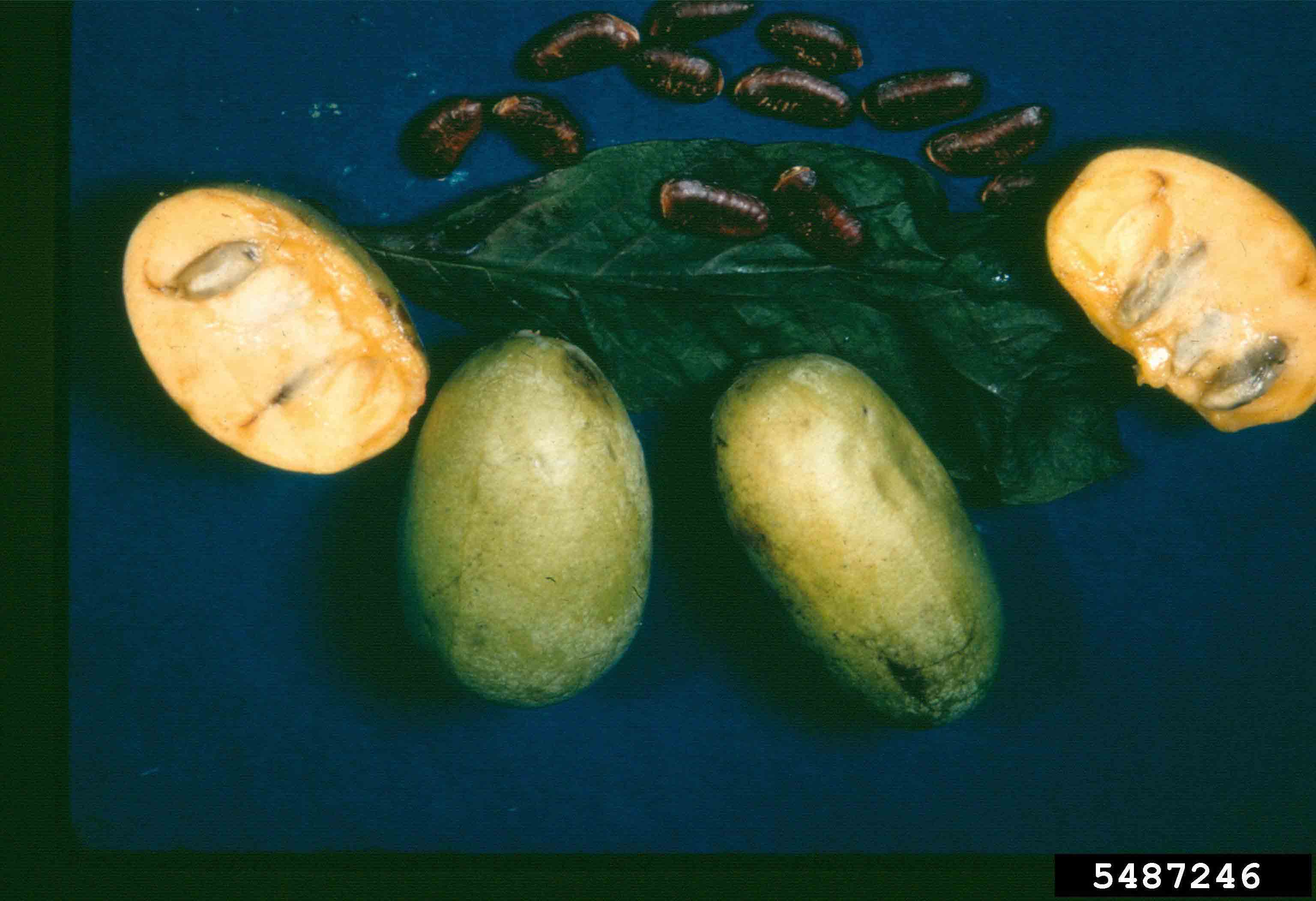 Pawpaw fruit, 2"-5" long