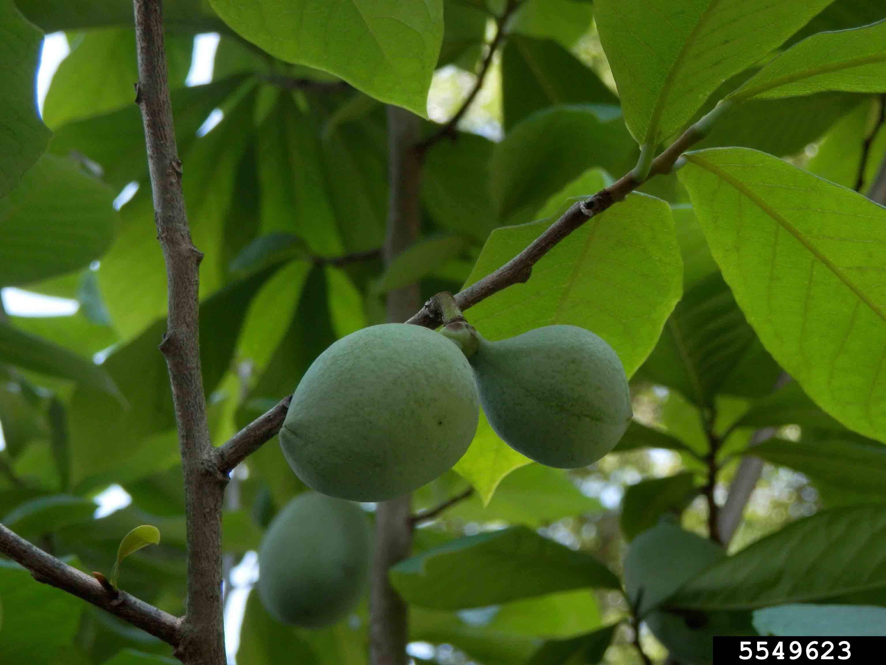 Pawpaw fruit